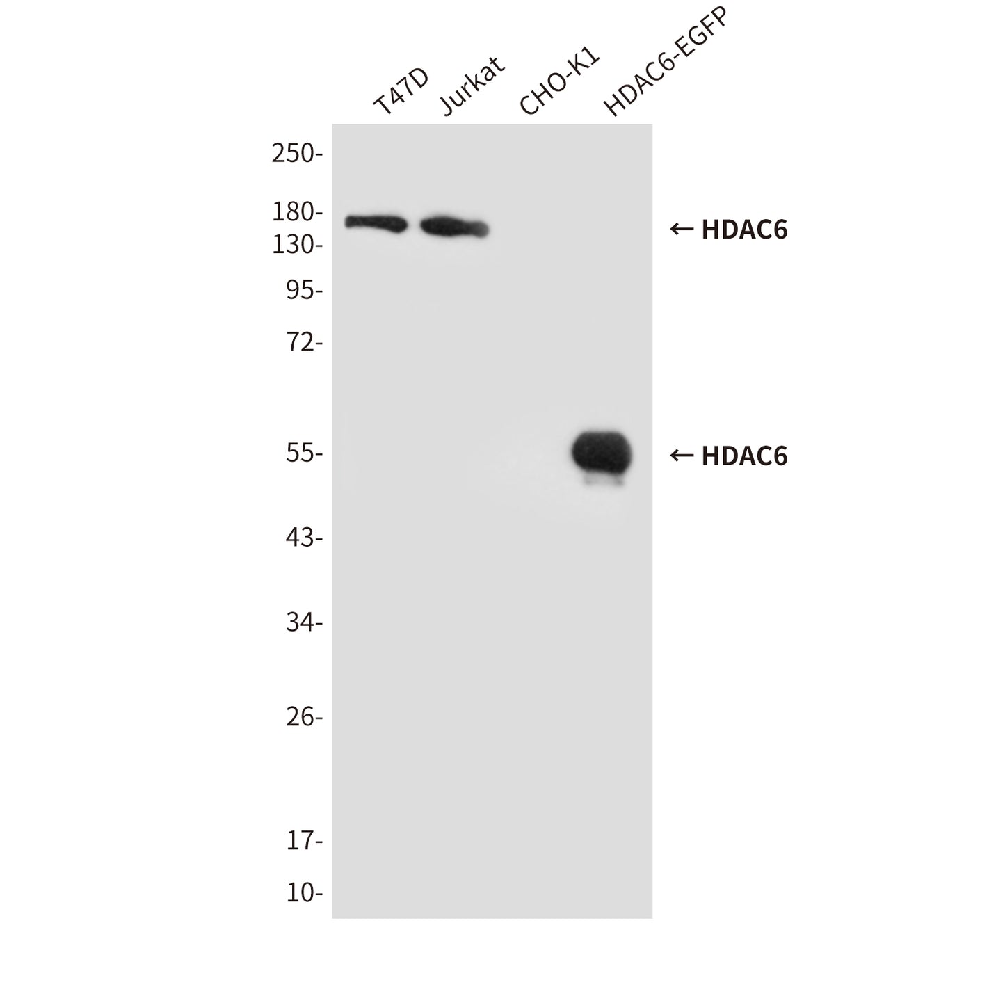 HDAC6 (3B2) Mouse Monoclonal Antibody