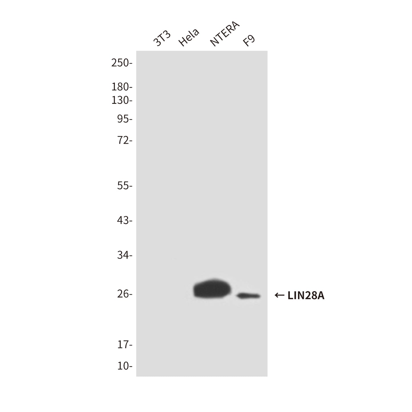 LIN28A (2C1) Mouse Monoclonal Antibody