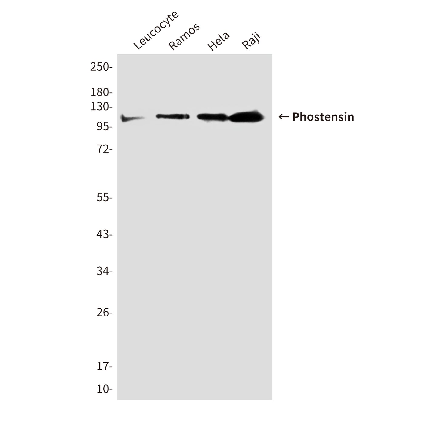 Phostensin (4B12) Mouse Monoclonal Antibody