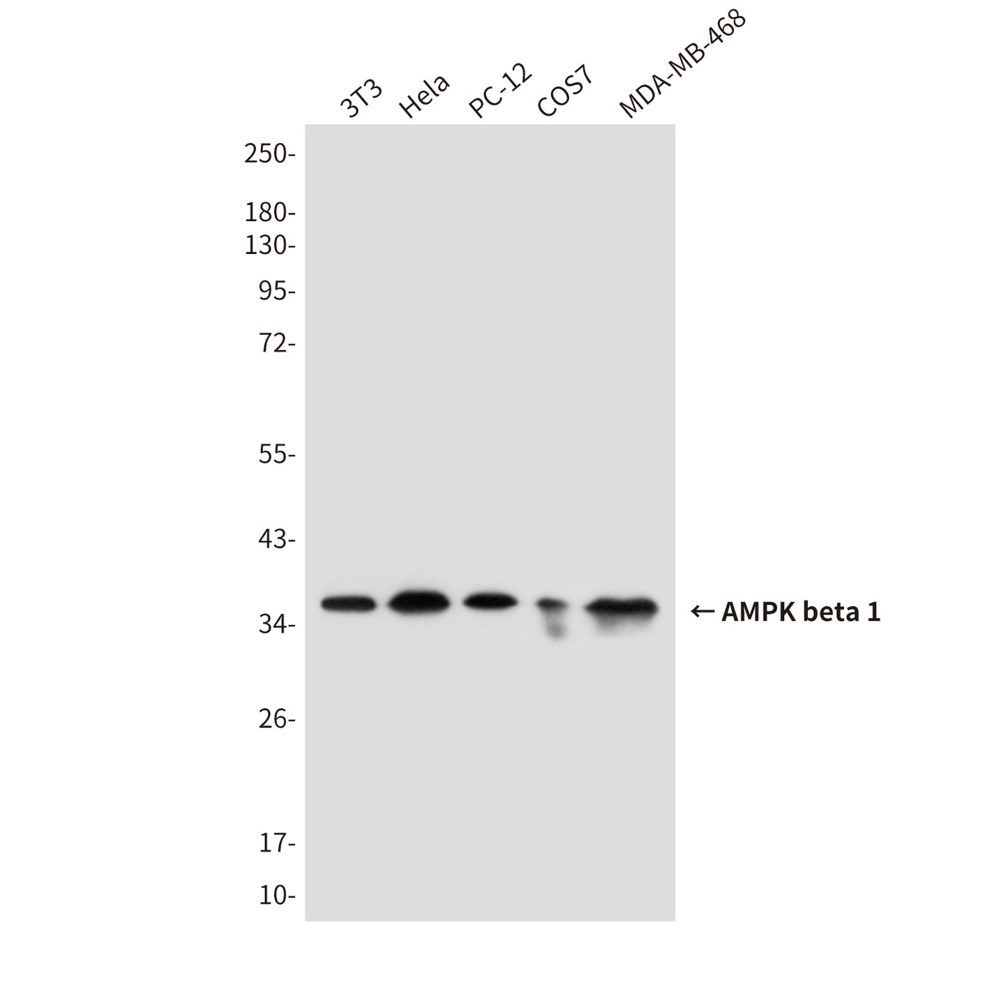 AMPK beta 1 (1A7) Mouse Monoclonal Antibody
