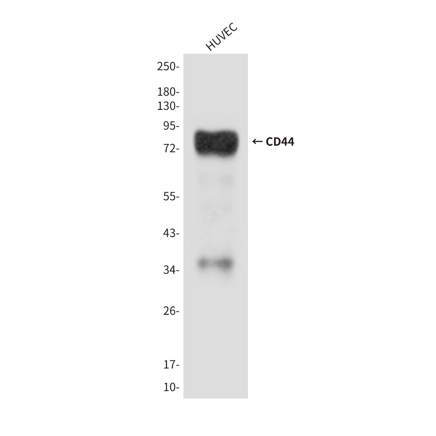 CD44 (2H12) Mouse Monoclonal Antibody