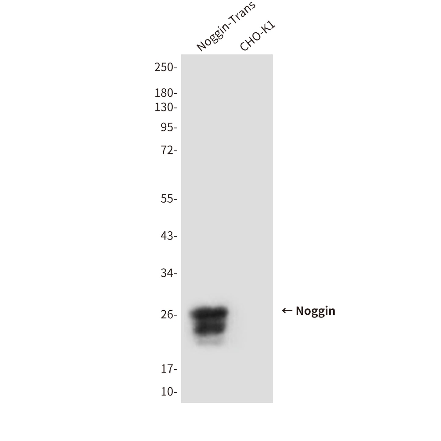 Noggin (1D2) Mouse Monoclonal Antibody