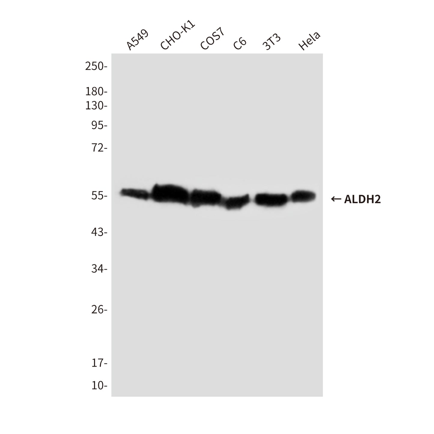 ALDH2 (8D4) Mouse Monoclonal Antibody