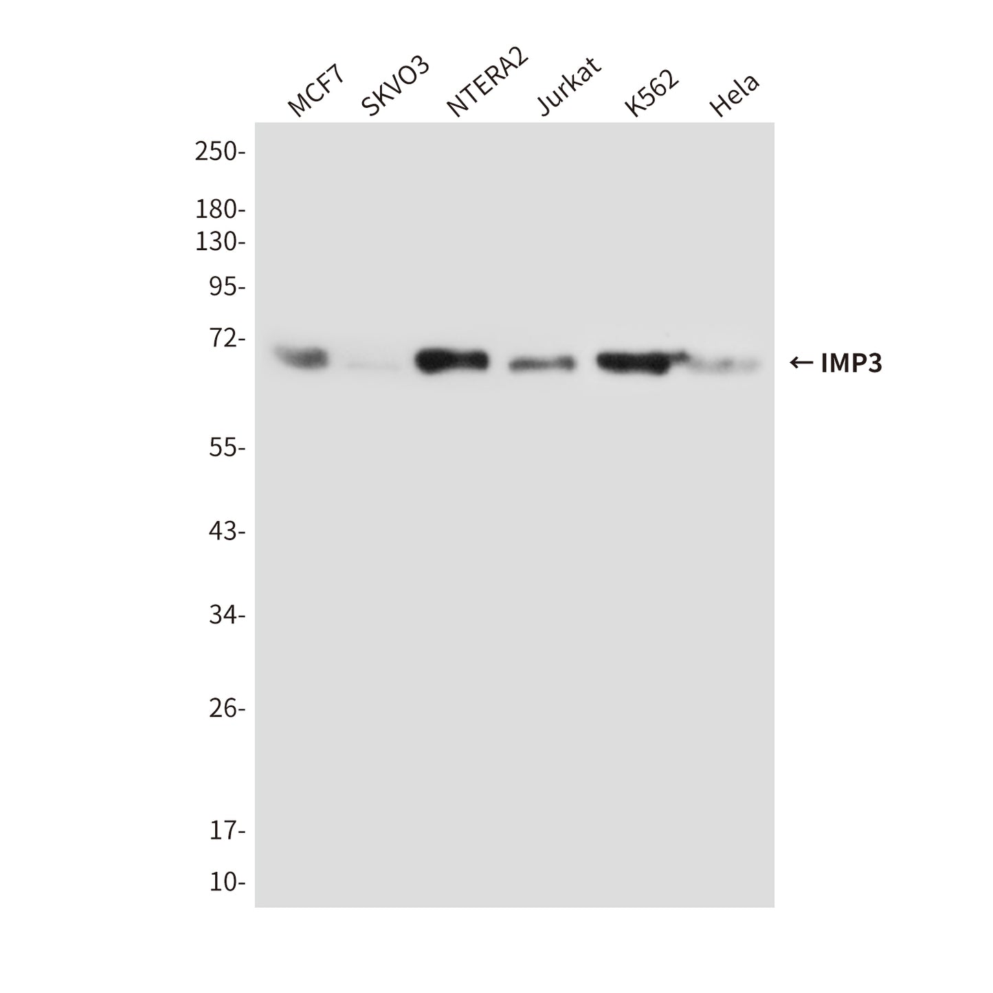 IMP3 (1F1) Mouse Monoclonal Antibody