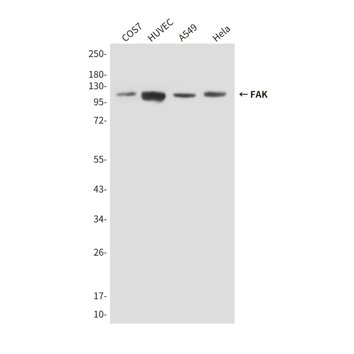 FAK (3D8) Mouse Monoclonal Antibody
