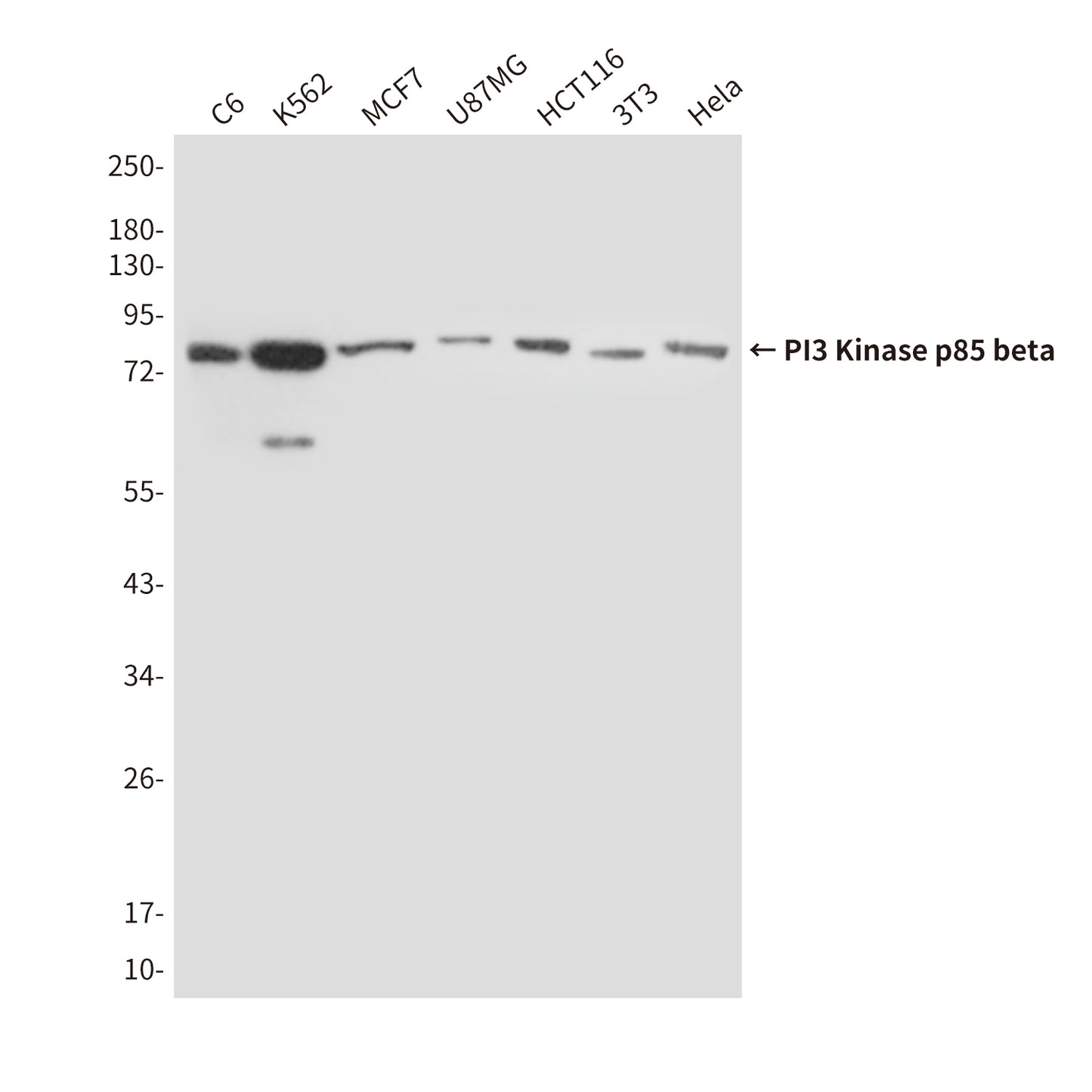 PI3 Kinase p85 beta (8D9) Mouse Monoclonal Antibody