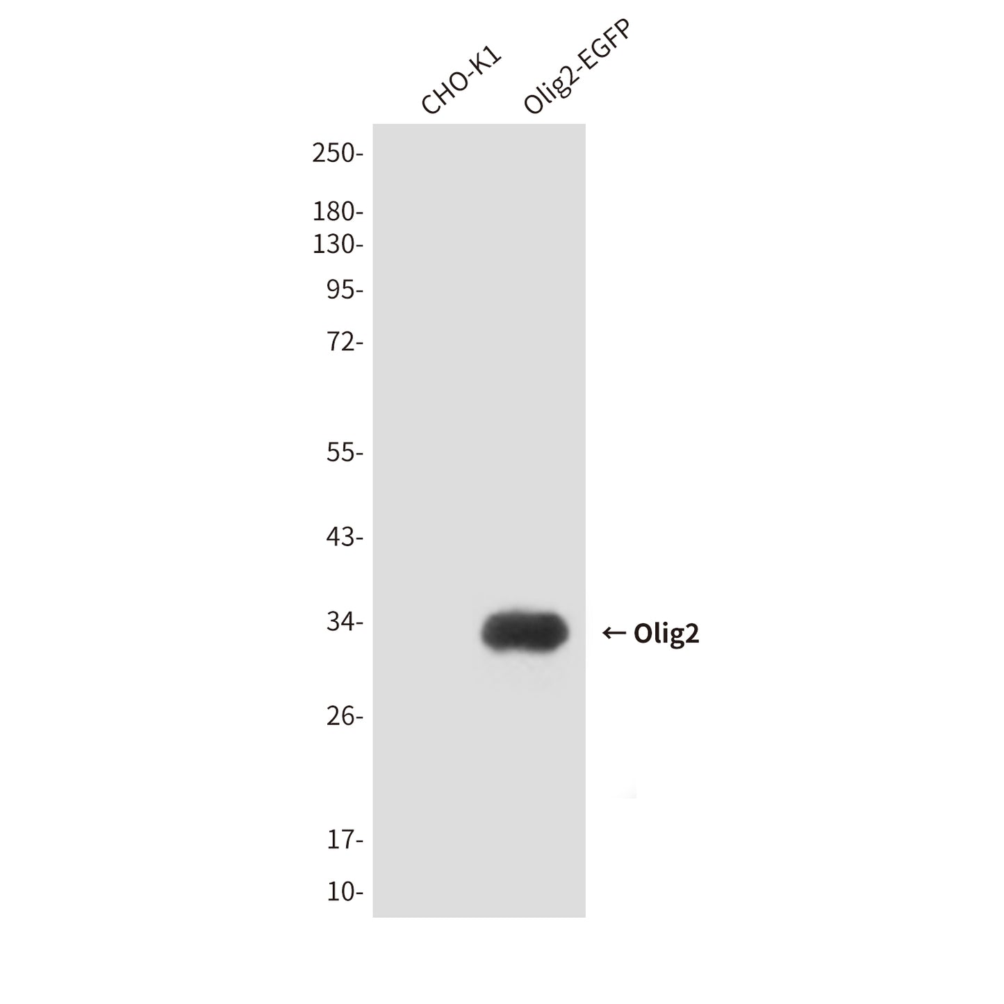 Olig2 (7A1) Mouse Monoclonal Antibody