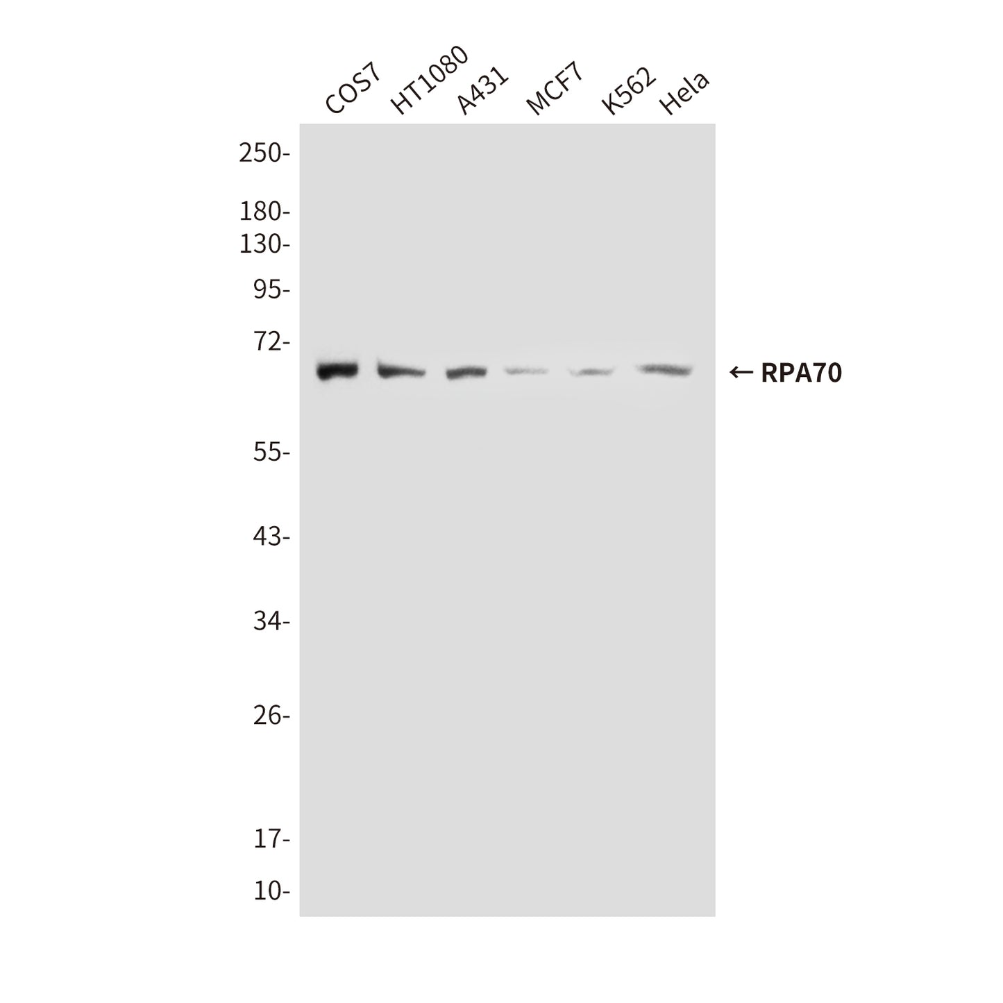 RPA70 (8C3) Mouse Monoclonal Antibody