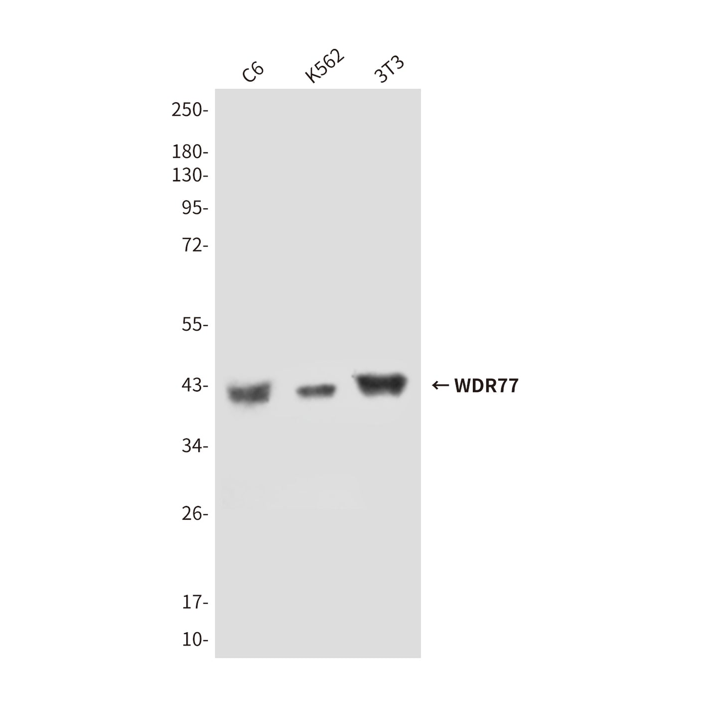 WDR77 (8A10) Mouse Monoclonal Antibody