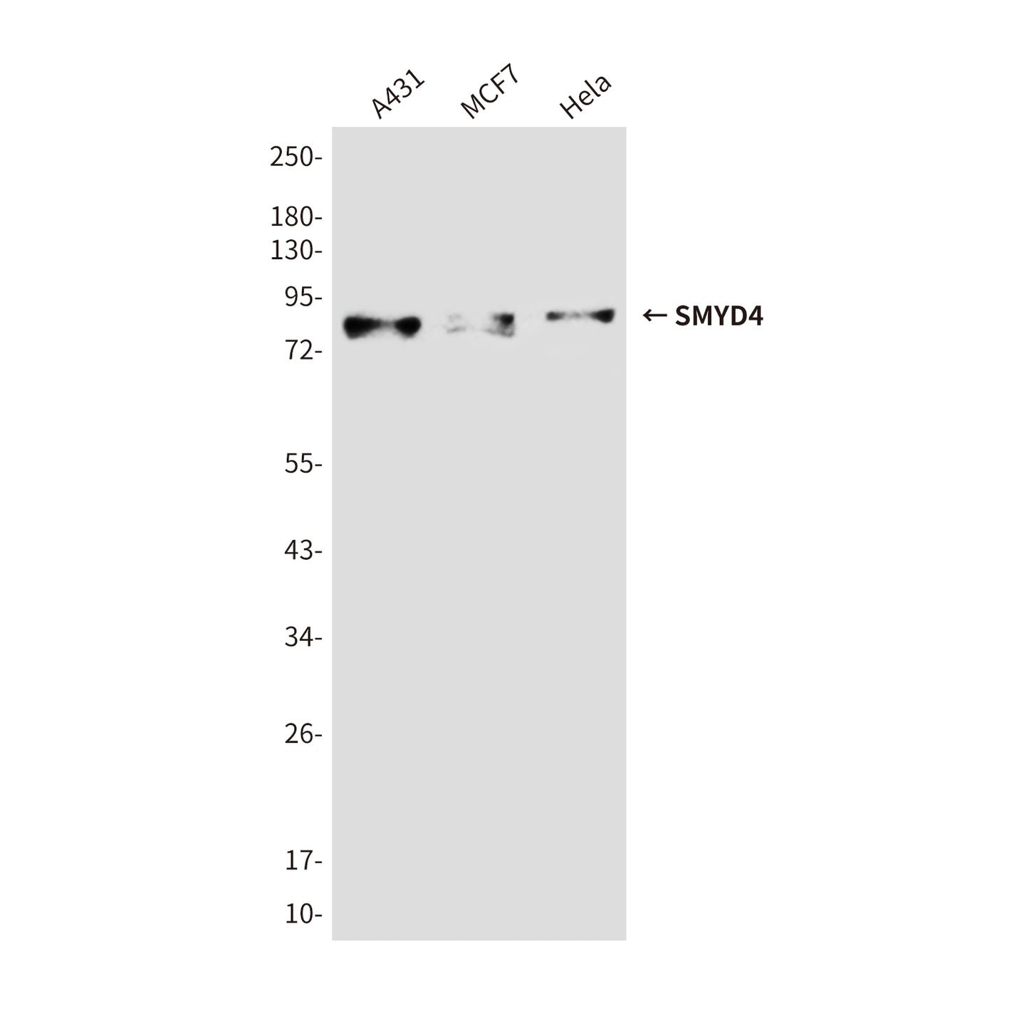 SMYD4 (7C8) Mouse Monoclonal Antibody