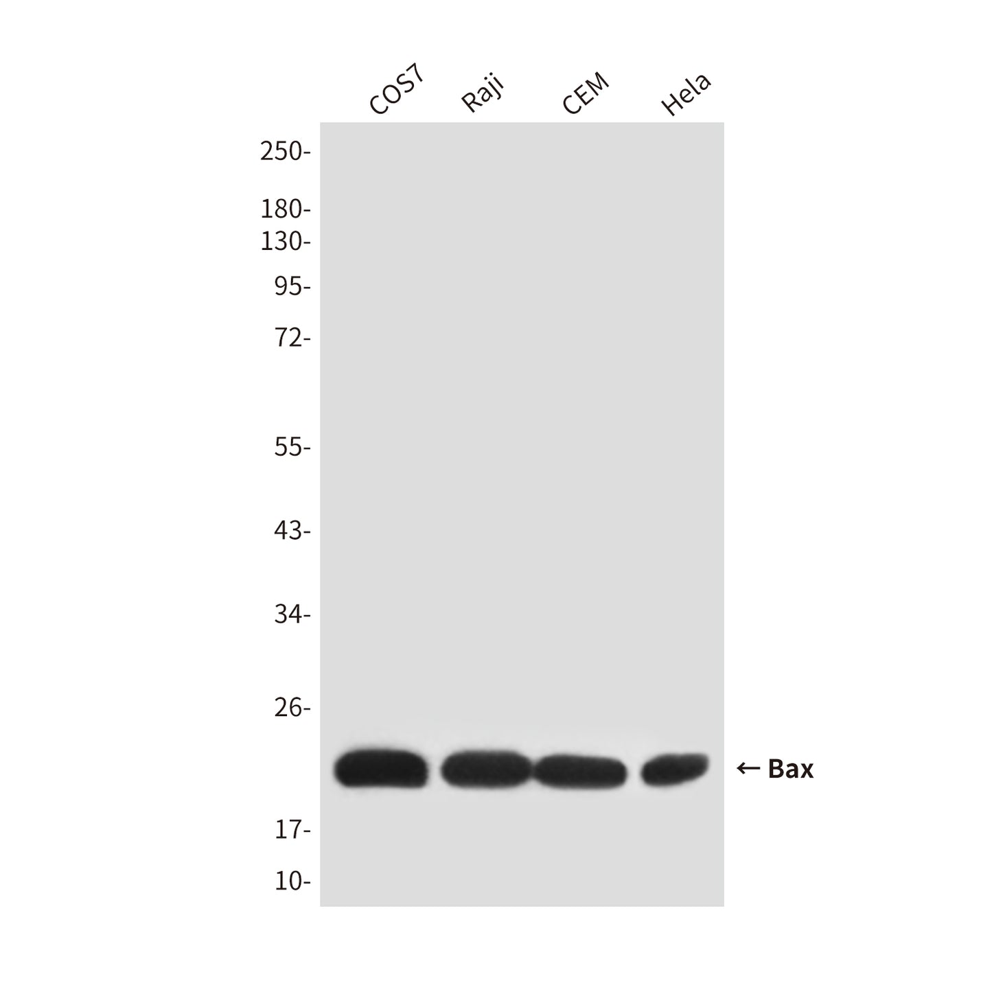 Bax (2B12) Mouse Monoclonal Antibody