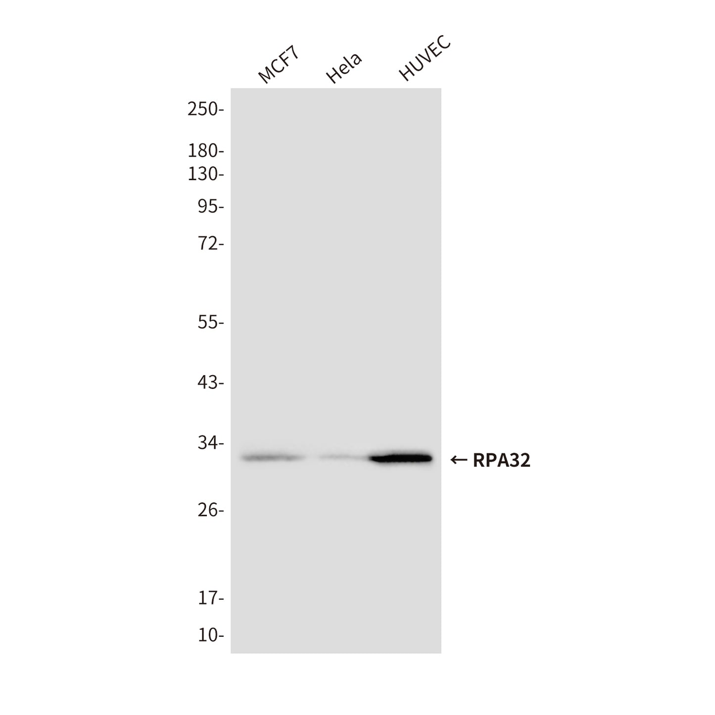 RPA32 (3E7) Mouse Monoclonal Antibody