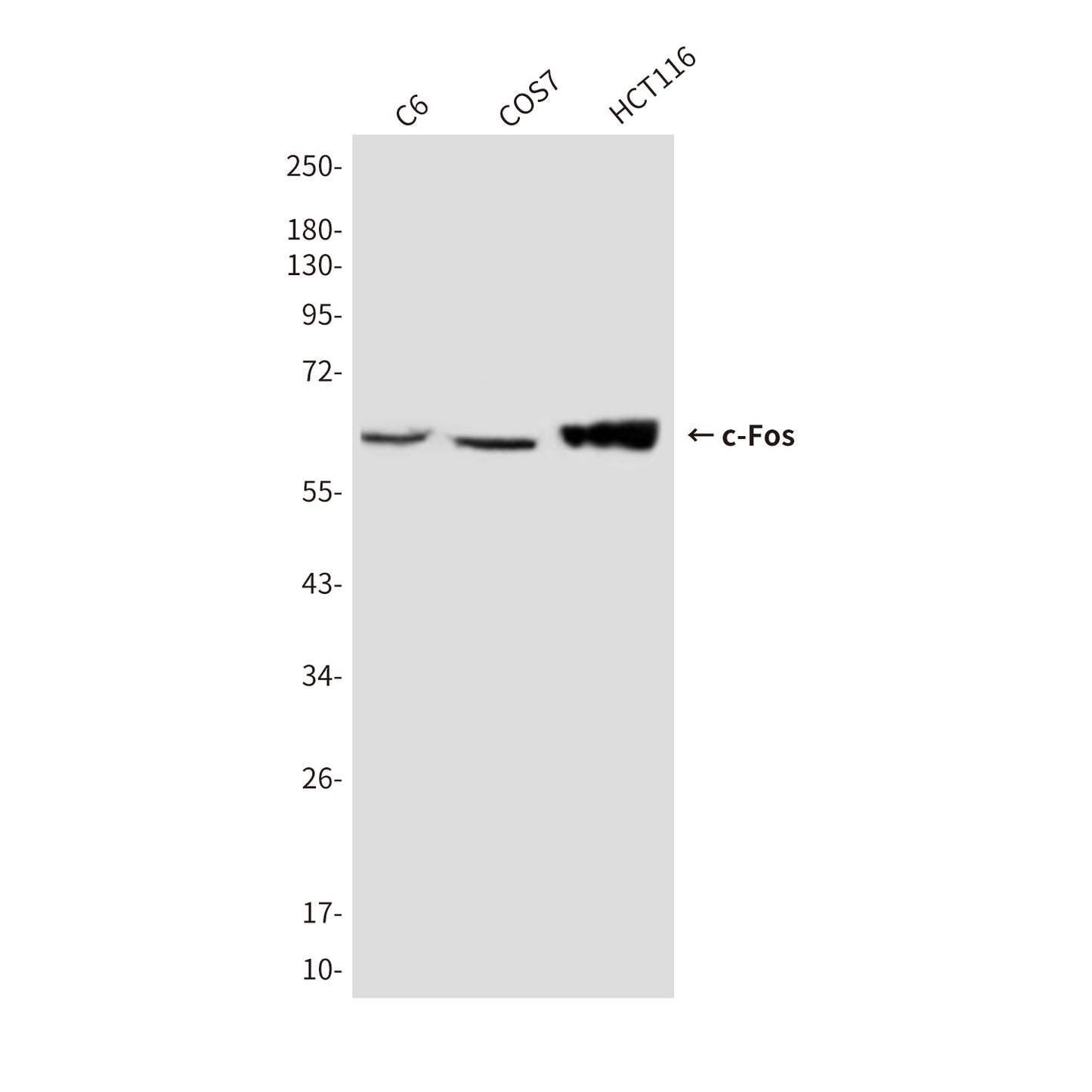 c-Fos (7D6) Mouse Monoclonal Antibody