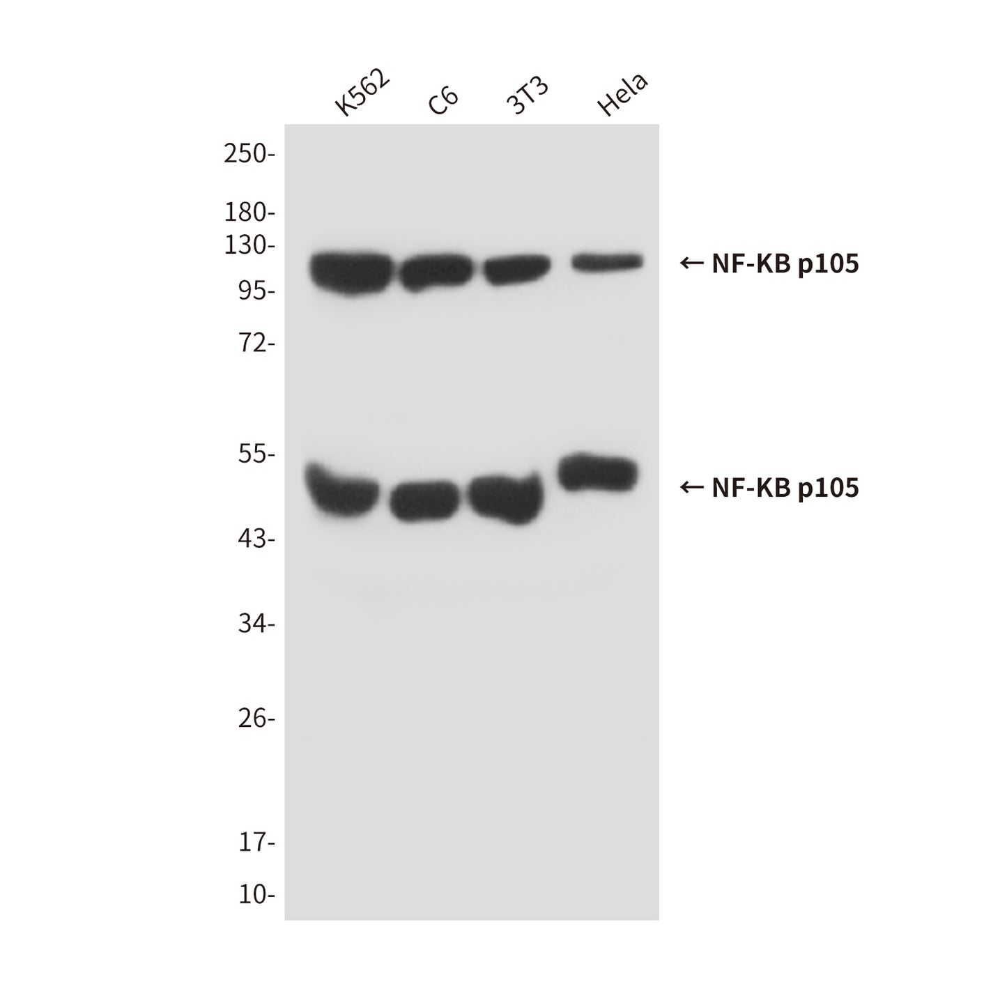 NF-KB p105 (5E3) Mouse Monoclonal Antibody