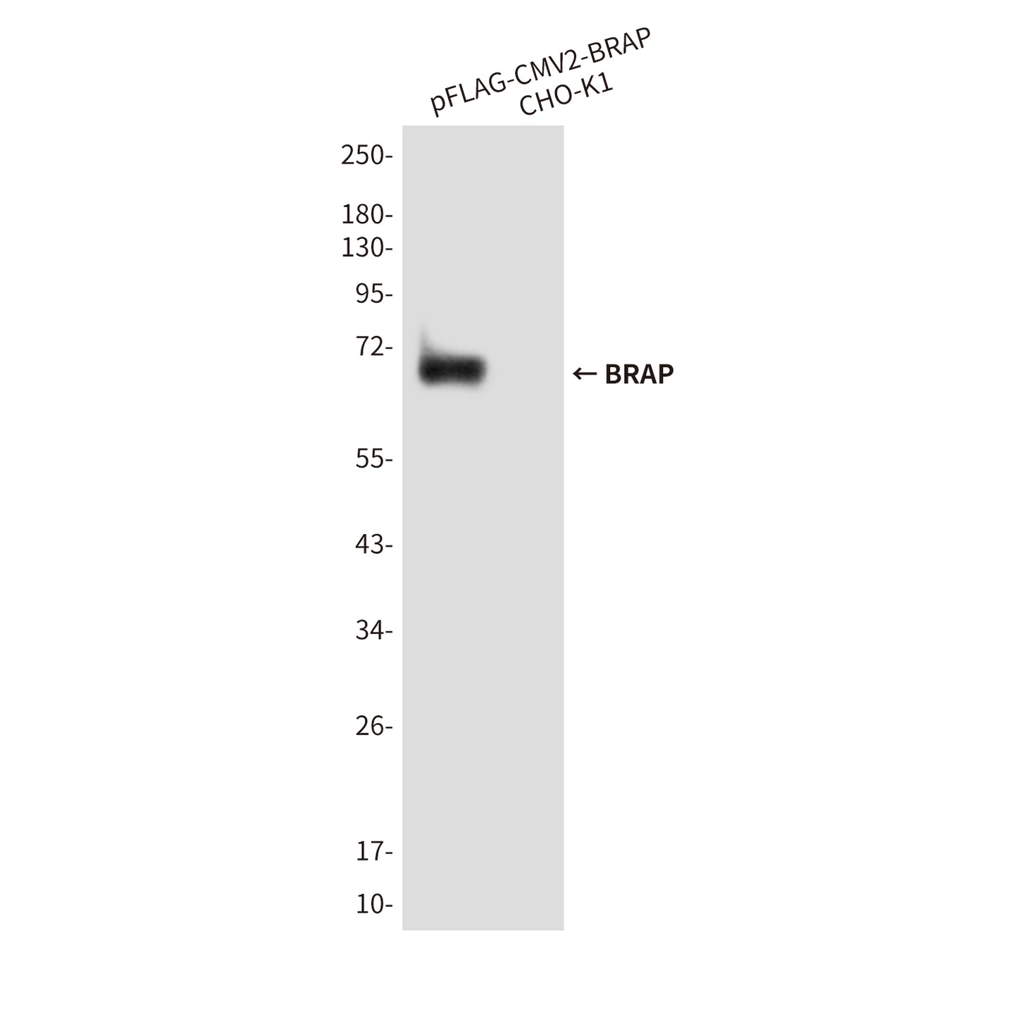 BRAP (1E7) Mouse Monoclonal Antibody