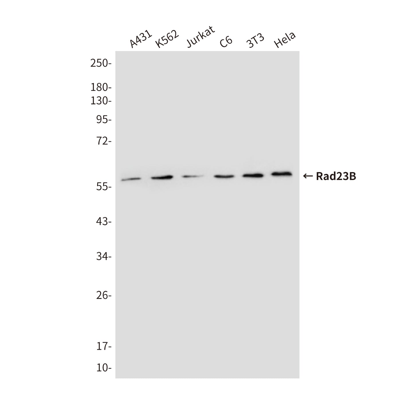 Rad23B (5H1) Mouse Monoclonal Antibody