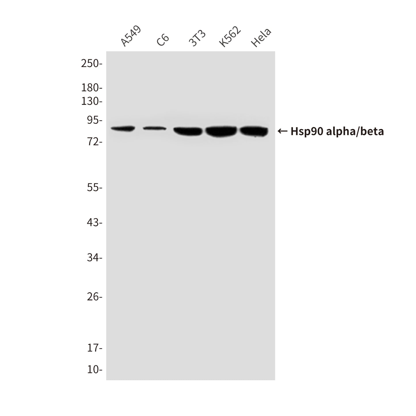 Hsp90 alpha/beta (4B6) Mouse Monoclonal Antibody