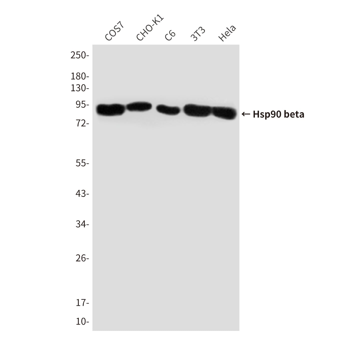 Hsp90 beta (3B9) Mouse Monoclonal Antibody