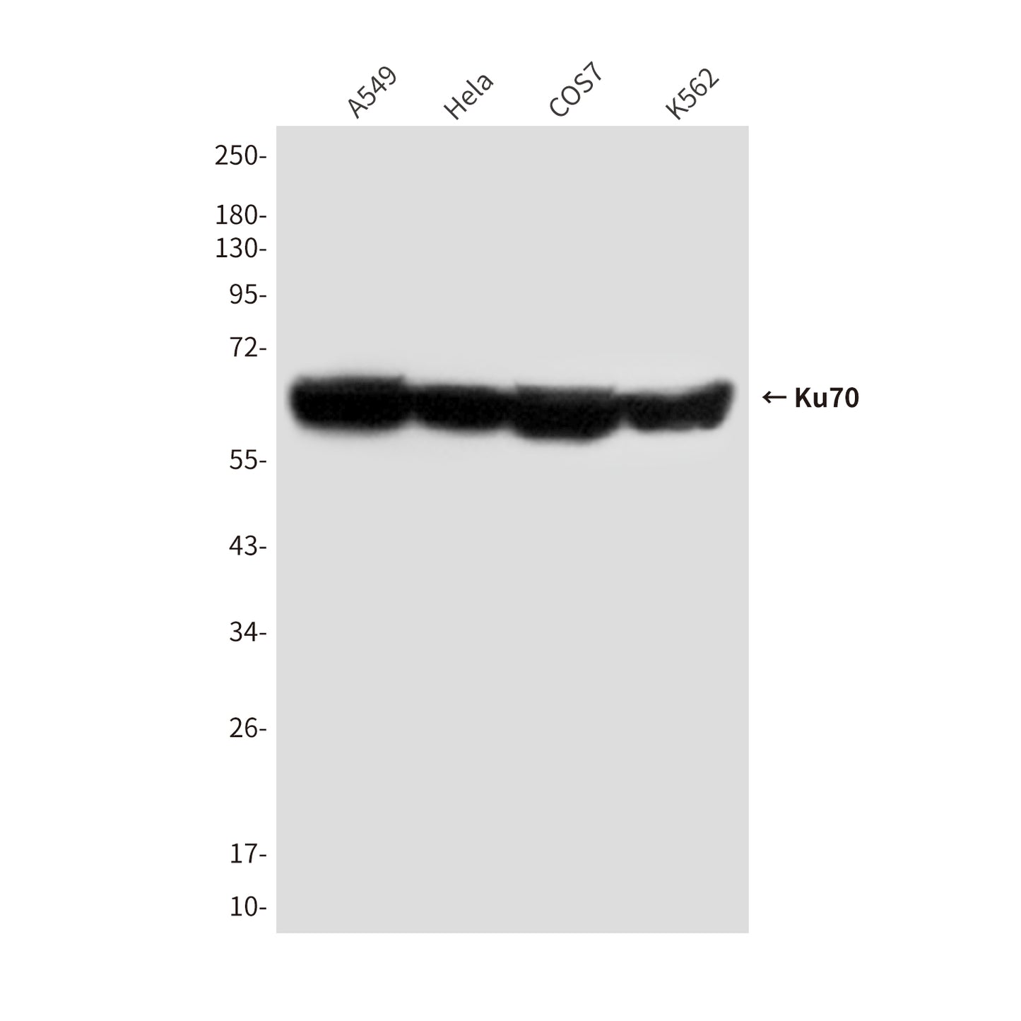 Ku70 (7B1) Mouse Monoclonal Antibody