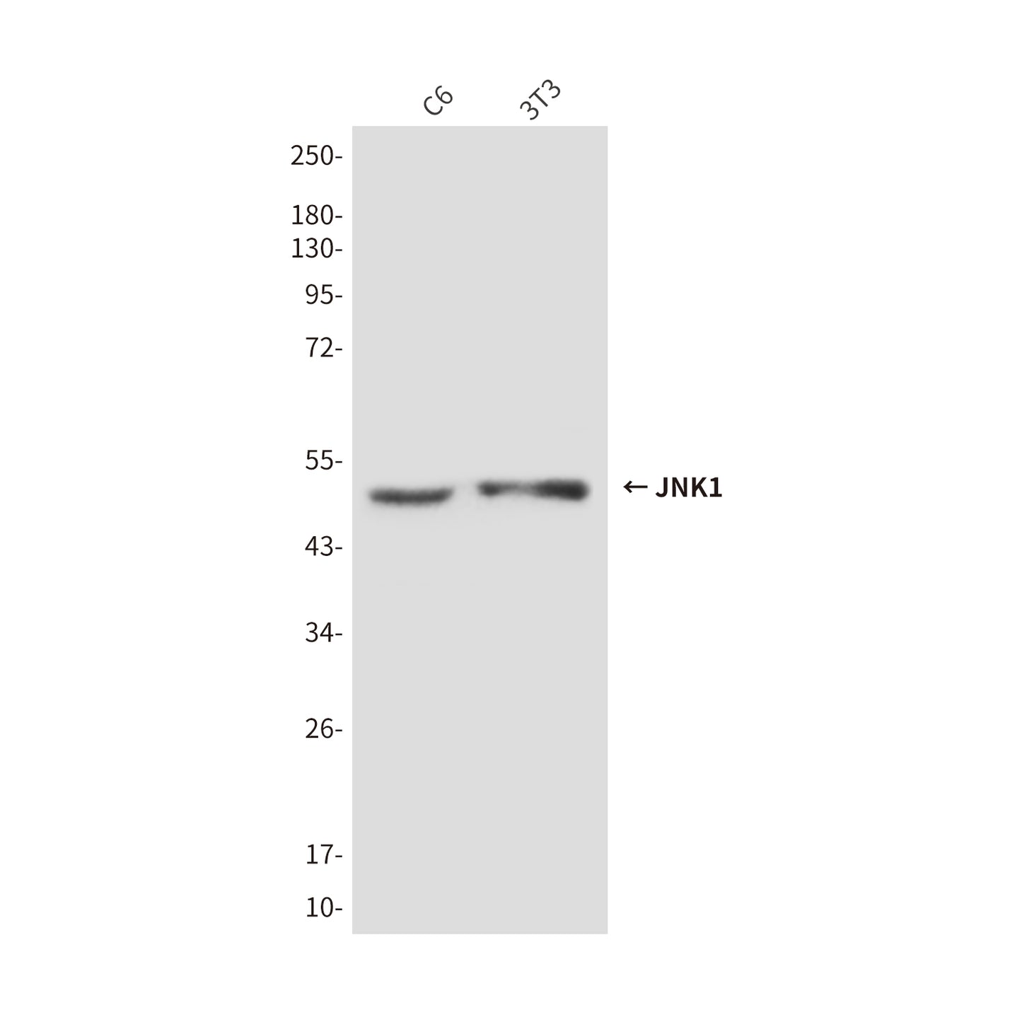 JNK1 (1A4) Mouse Monoclonal Antibody