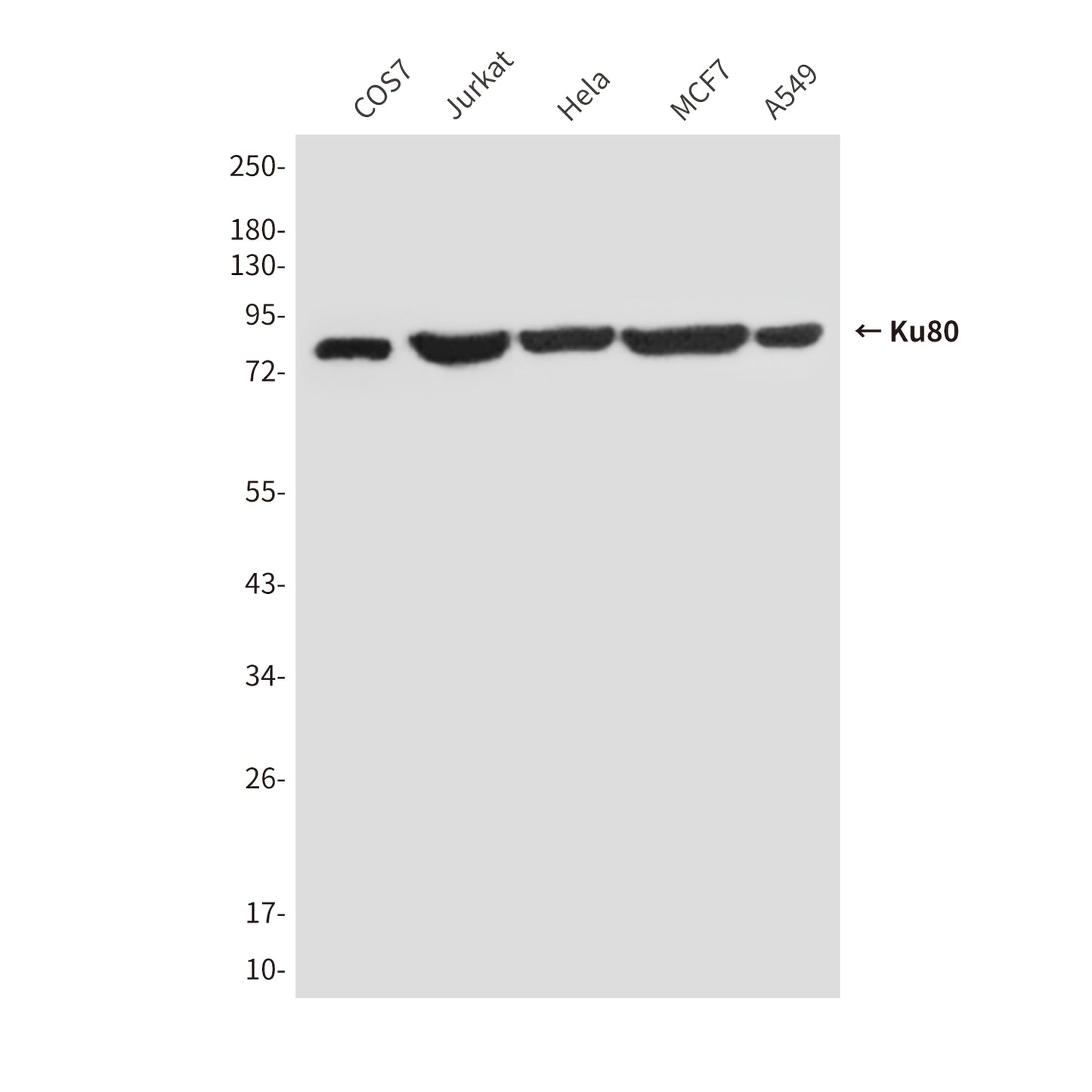 Ku80 (8H1) Mouse Monoclonal Antibody