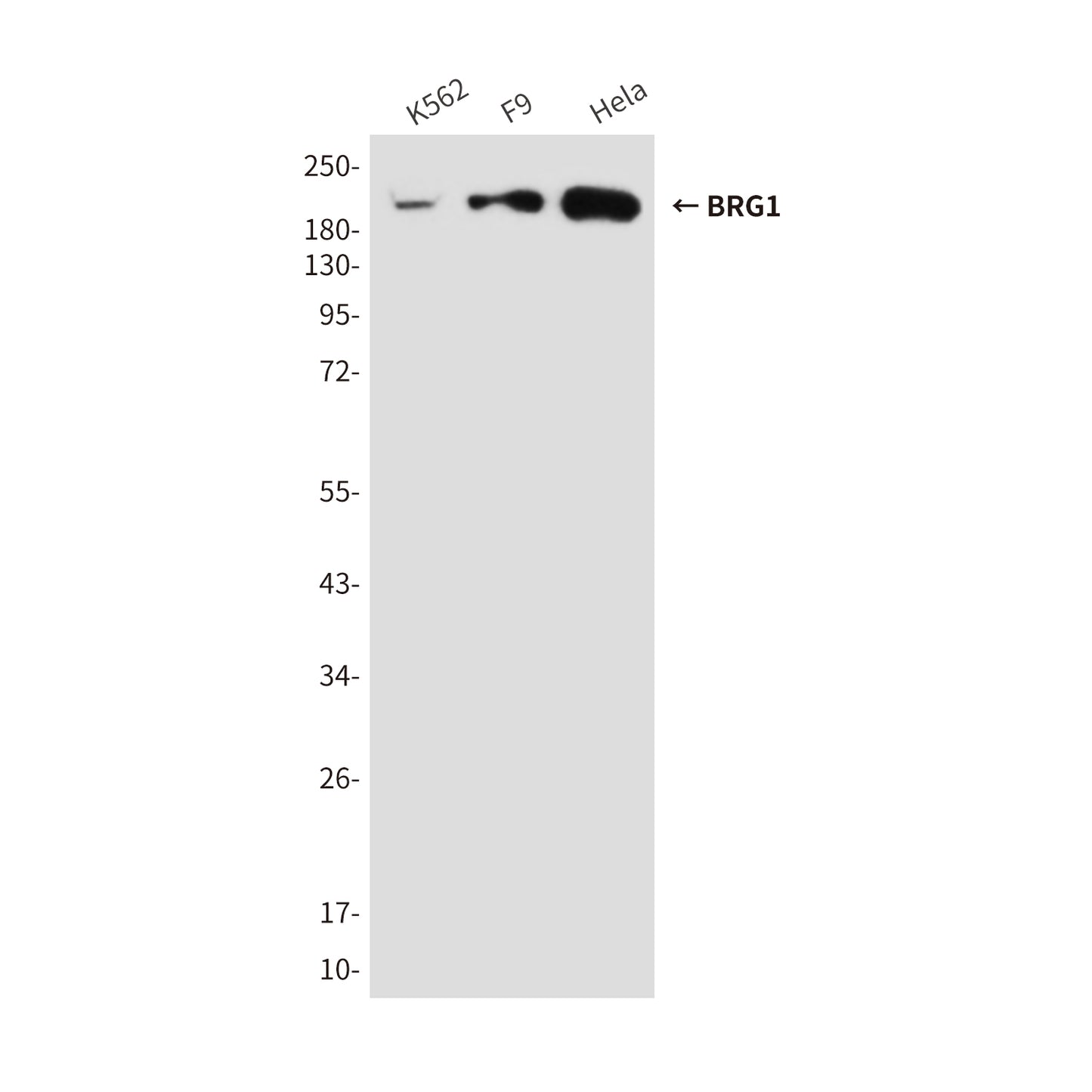 BRG1 (6D7) Mouse Monoclonal Antibody