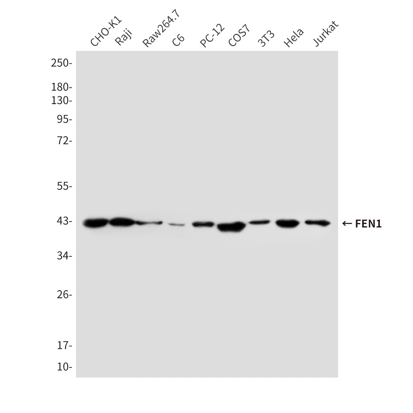 FEN1 (7H8) Mouse Monoclonal Antibody