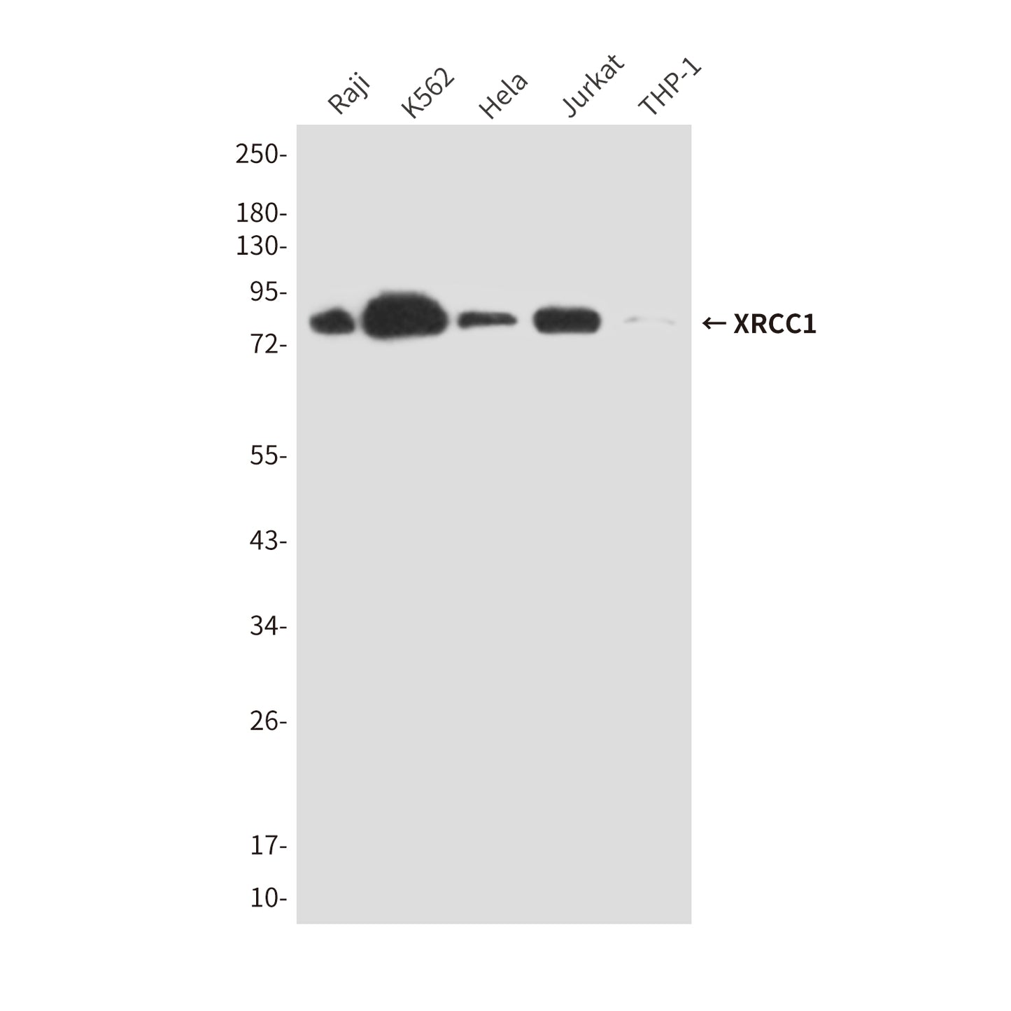 XRCC1 (3F6) Mouse Monoclonal Antibody