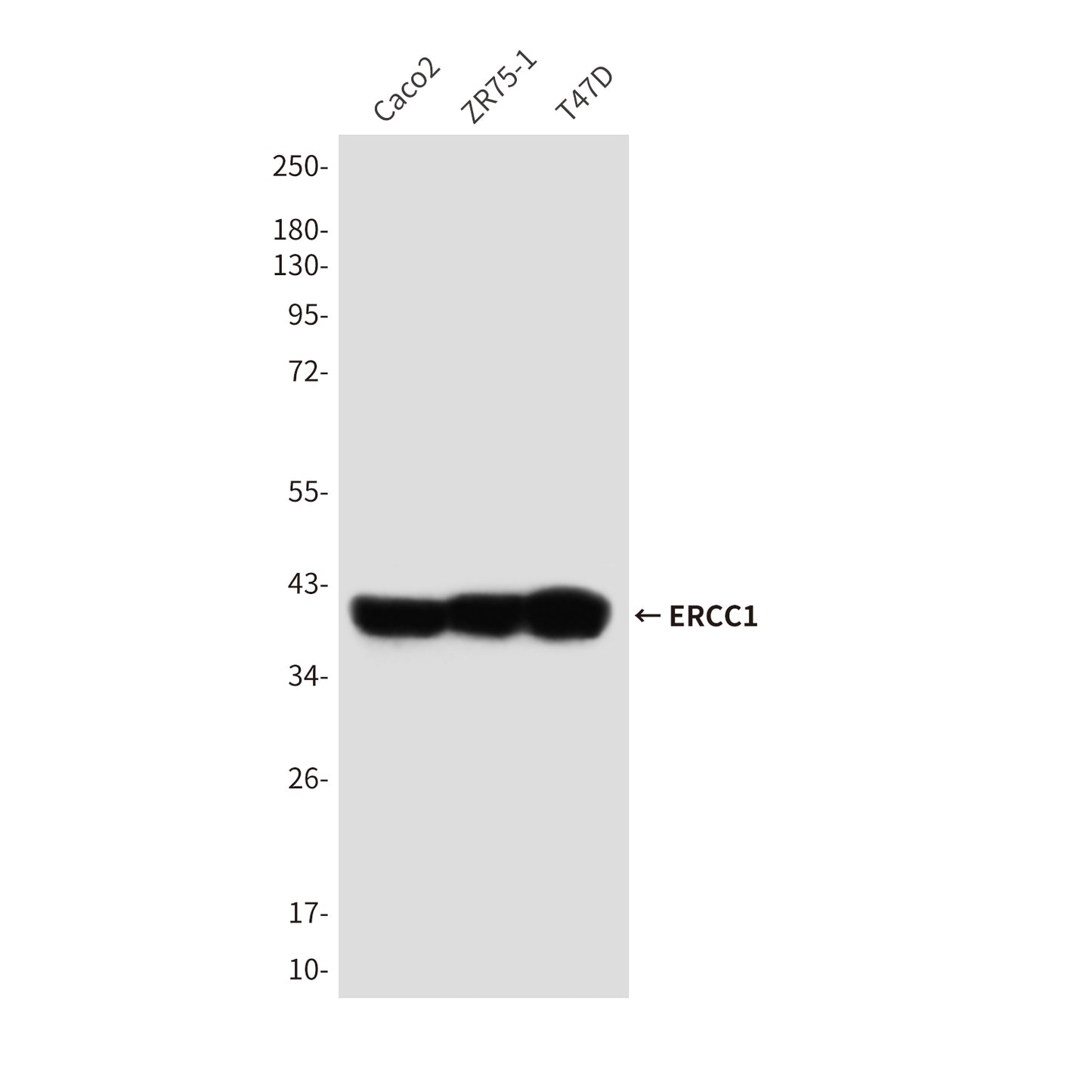 ERCC1 (7F6) Mouse Monoclonal Antibody