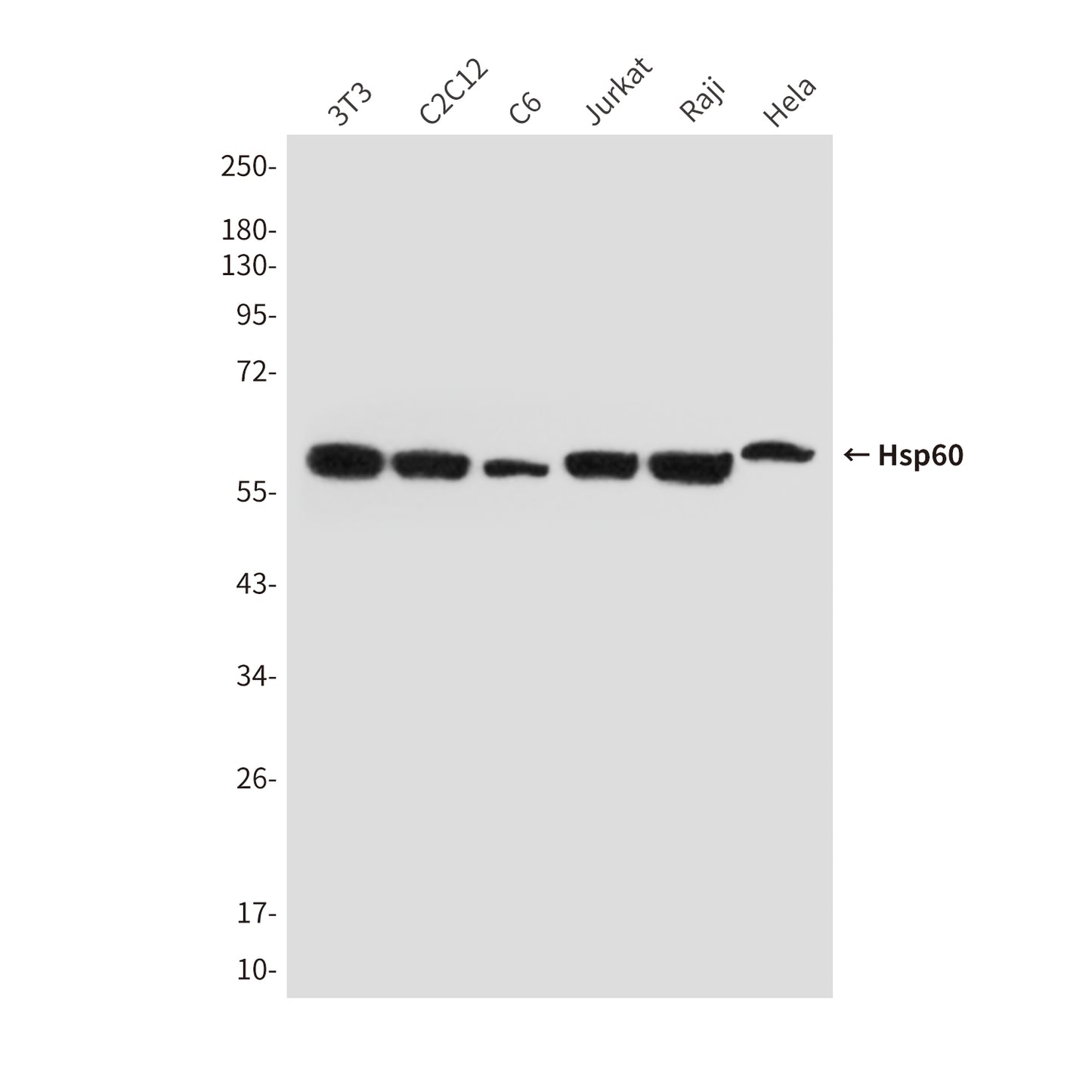 Hsp60 (6C8) Mouse Monoclonal Antibody