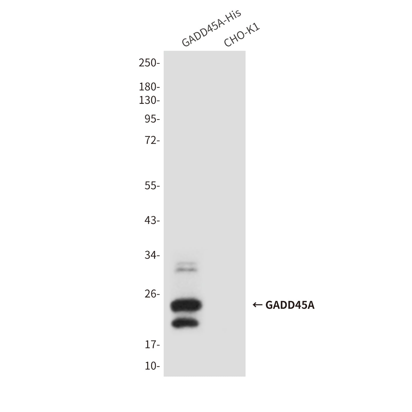 GADD45A (6C3) Mouse Monoclonal Antibody