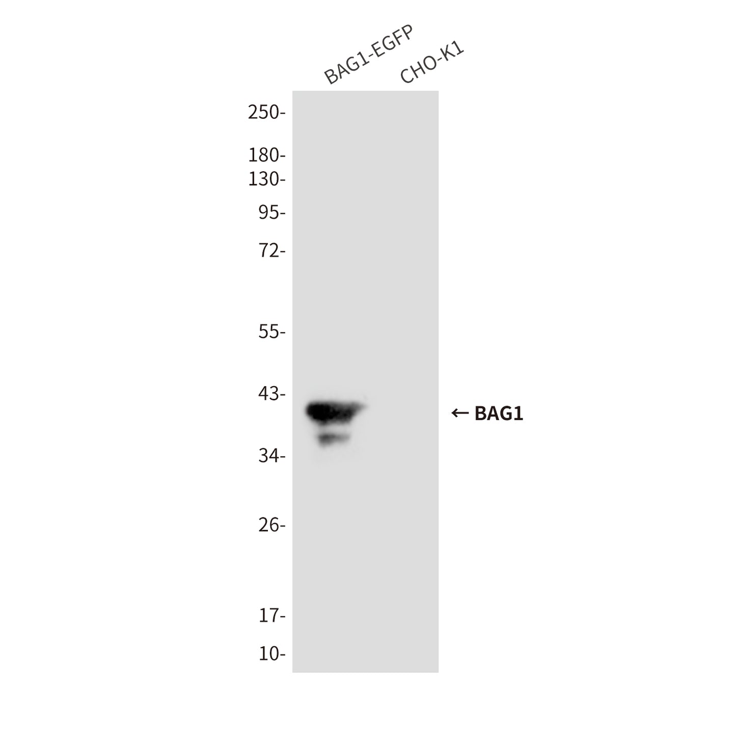 BAG1 (2C12) Mouse Monoclonal Antibody
