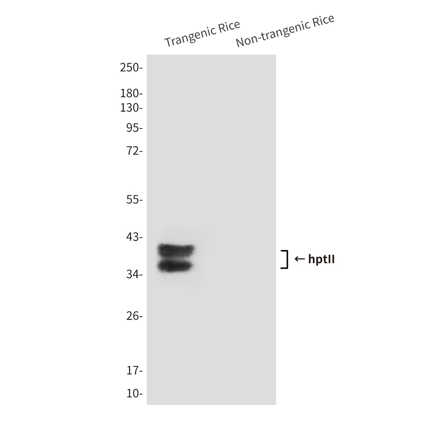 hptII (2D3) Mouse Monoclonal Antibody