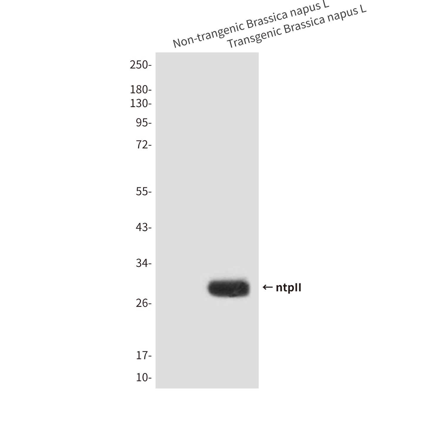ntpII (4E9) Mouse Monoclonal Antibody