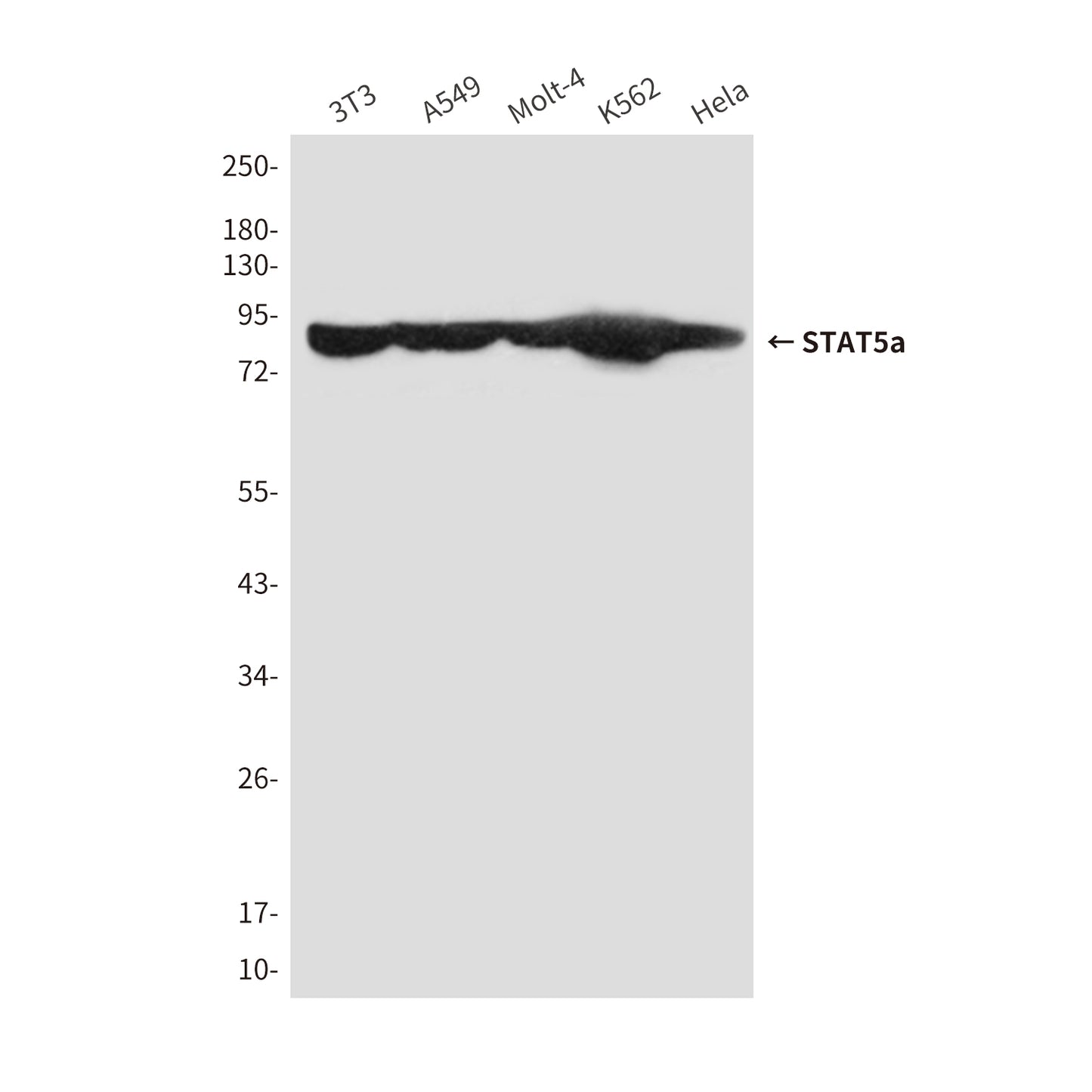 STAT5a (5C10) Mouse Monoclonal Antibody