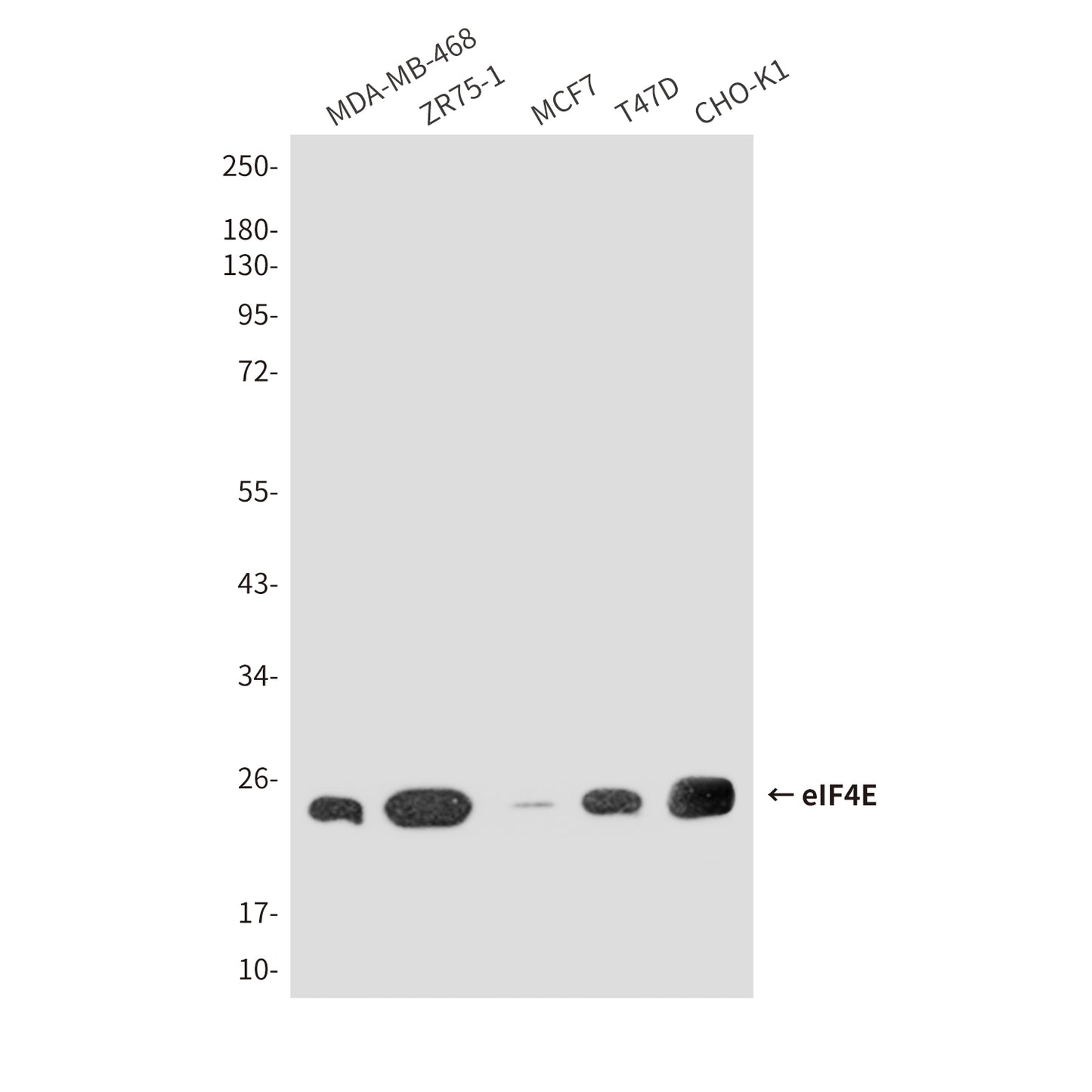 eIF4E (8C8) Mouse Monoclonal Antibody