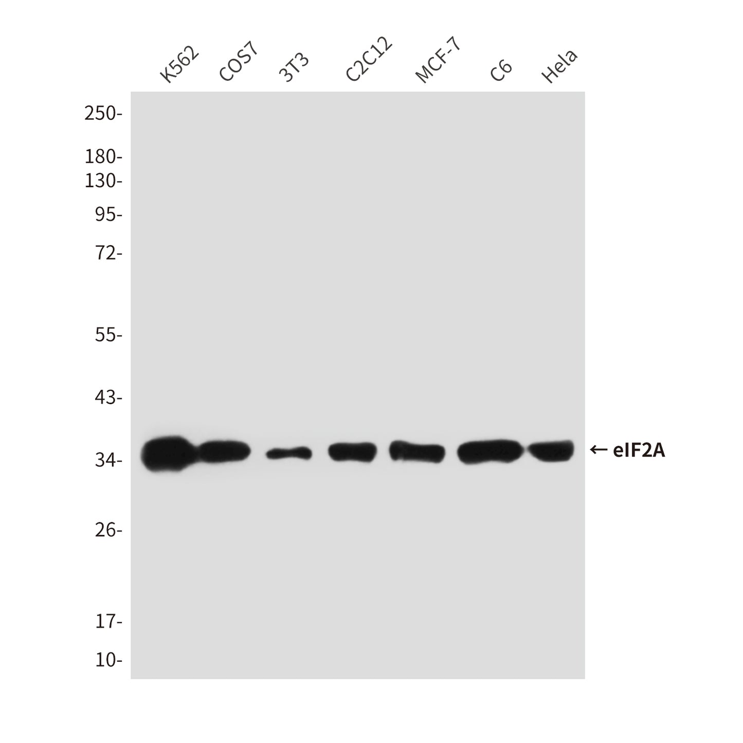 eIF2A (2E4F5) Mouse Monoclonal Antibody