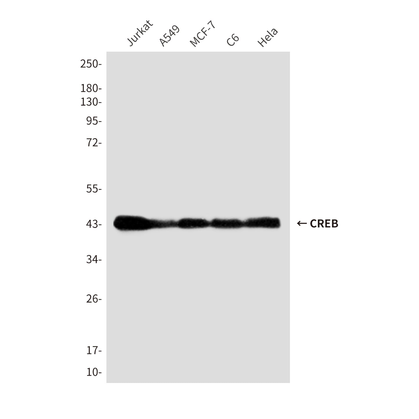CREB (1E9) Mouse Monoclonal Antibody