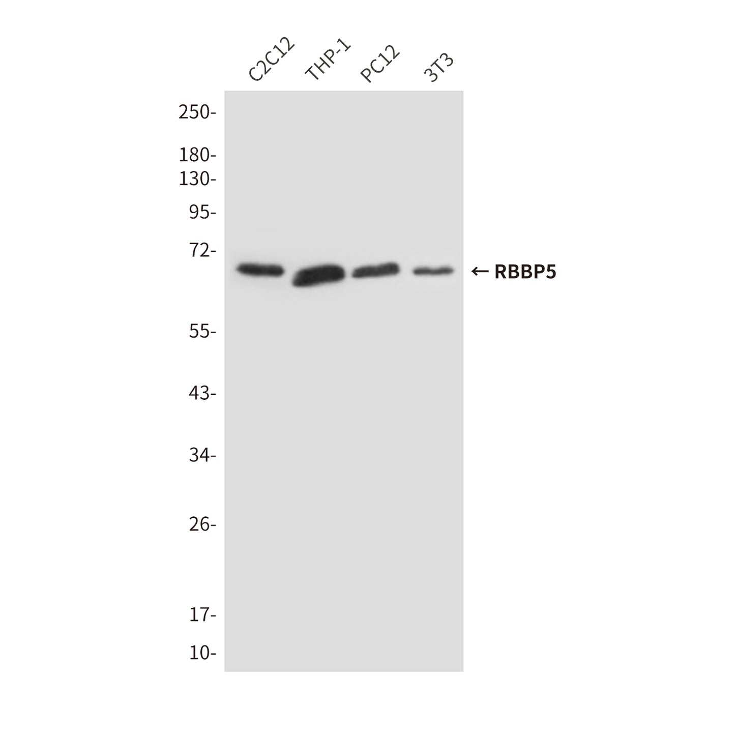 RBBP5 (1C9) Mouse Monoclonal Antibody