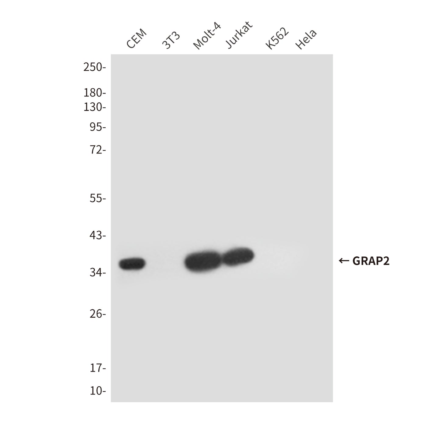 GRAP2 (5C7) Mouse Monoclonal Antibody