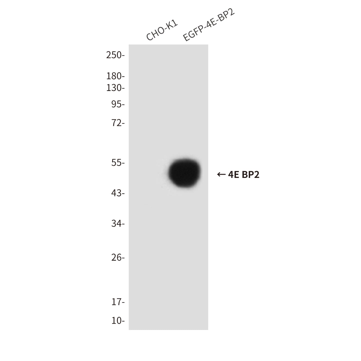 4E BP2 (7A6) Mouse Monoclonal Antibody