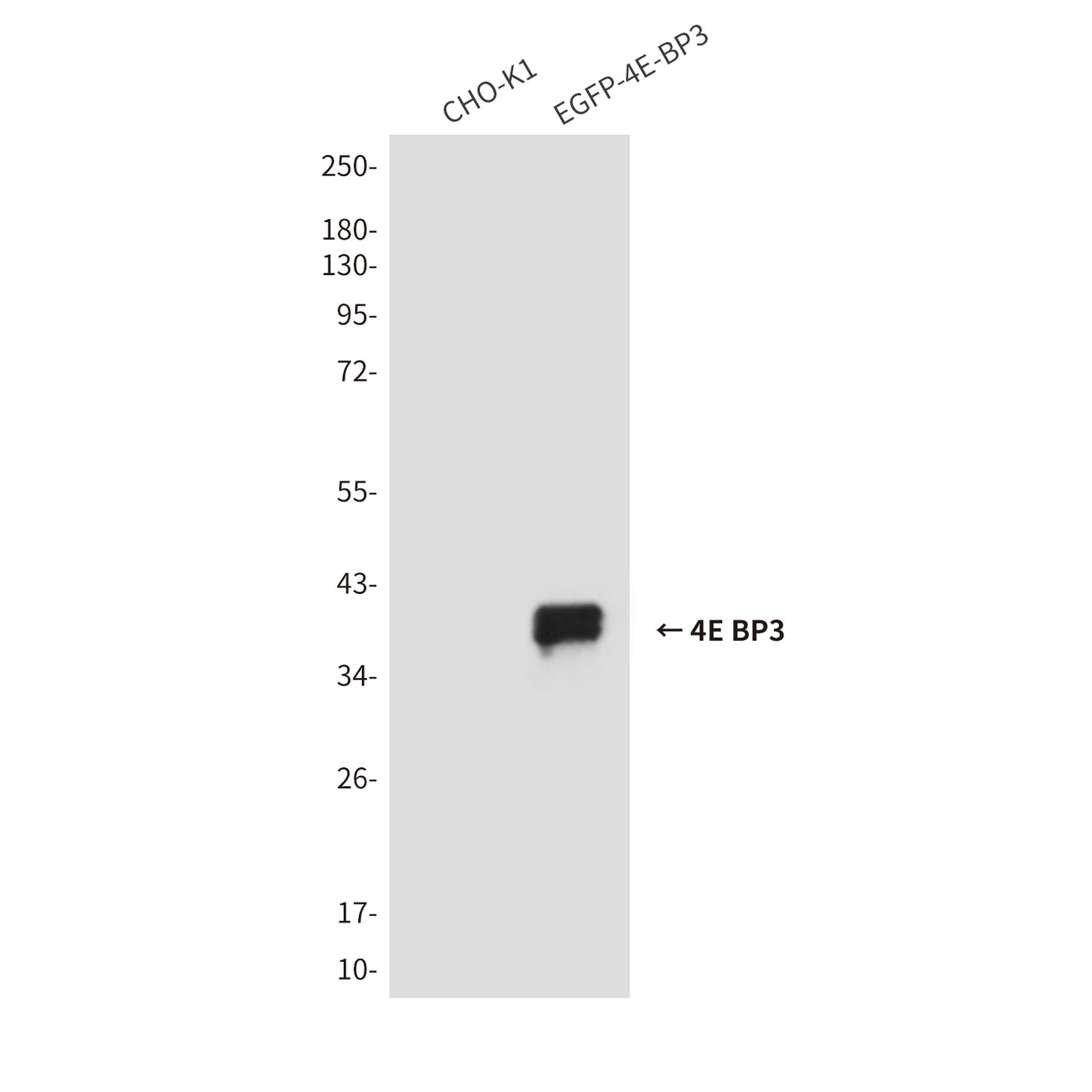 4E BP3 (3B6) Mouse Monoclonal Antibody