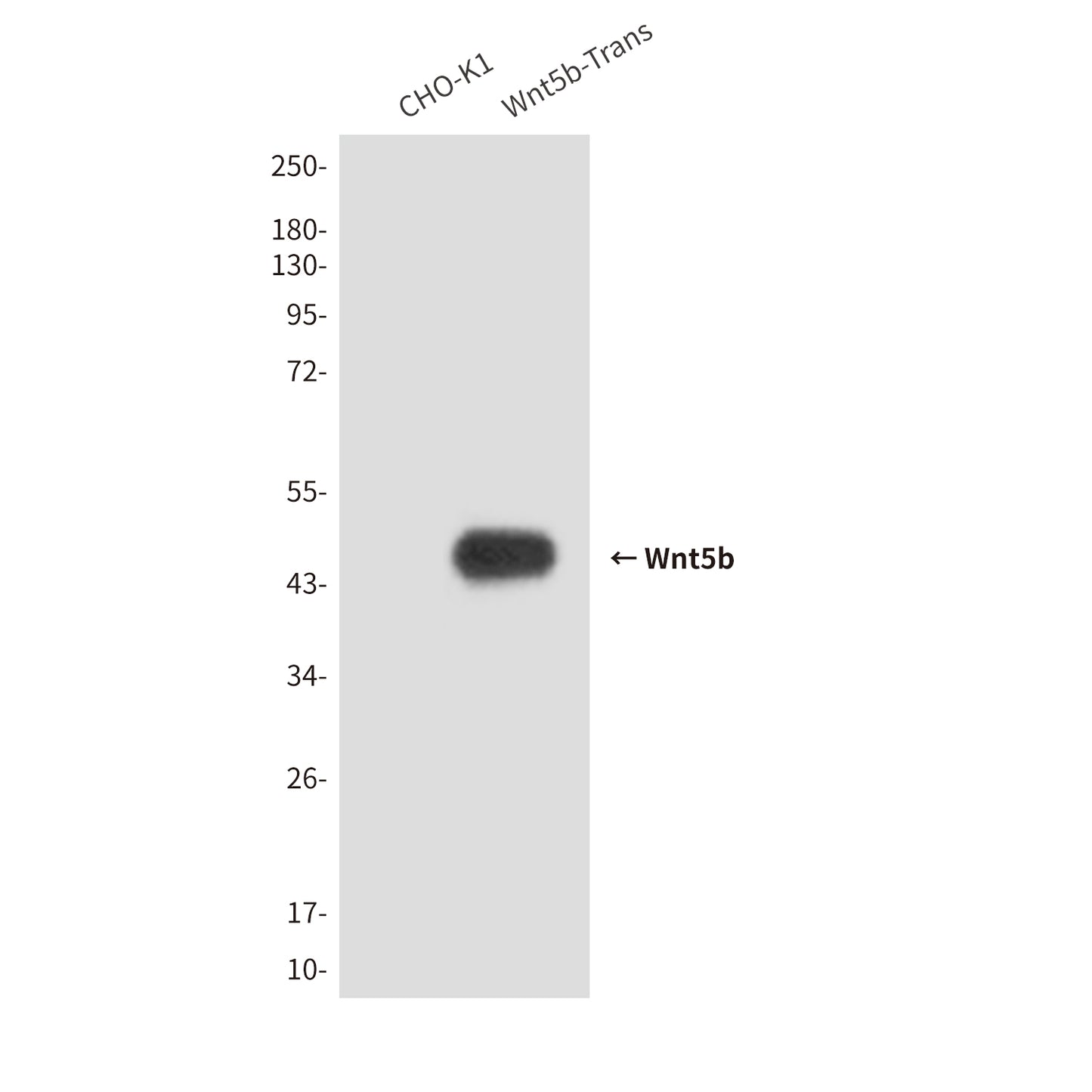 Wnt5b (3D1) Mouse Monoclonal Antibody