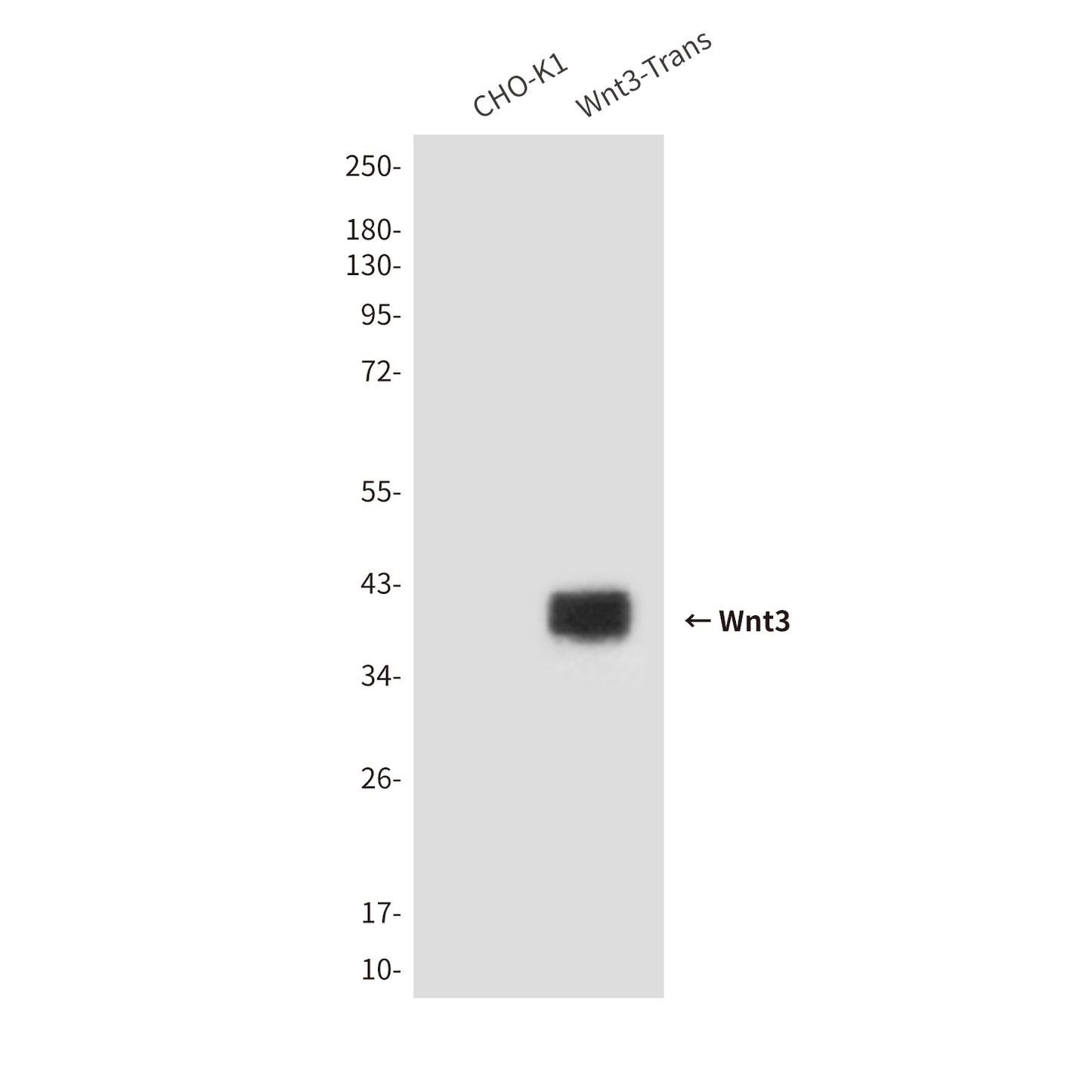 Wnt3 (4F11) Mouse Monoclonal Antibody