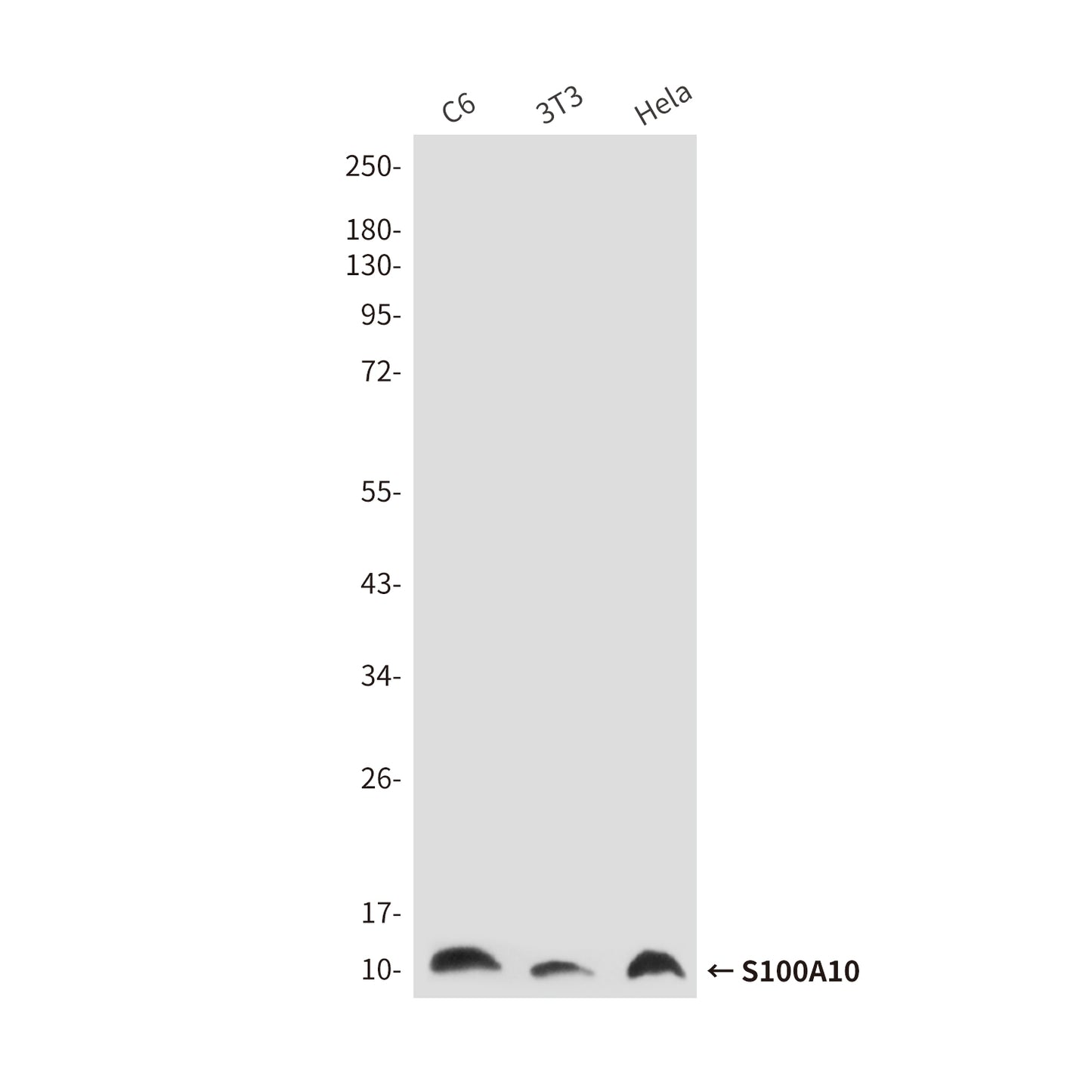 S100A10 (6F4) Mouse Monoclonal Antibody
