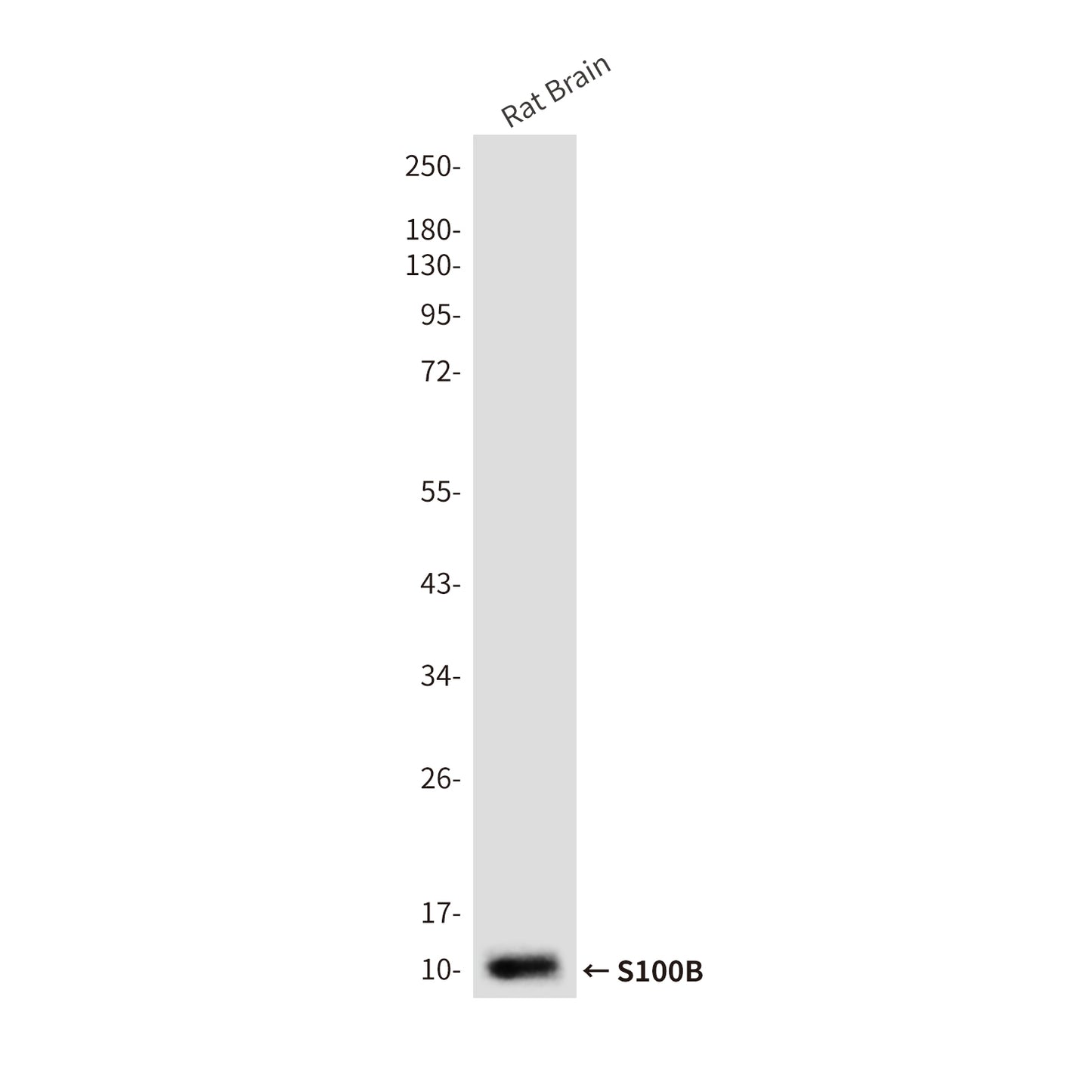 S100B (5G3) Mouse Monoclonal Antibody