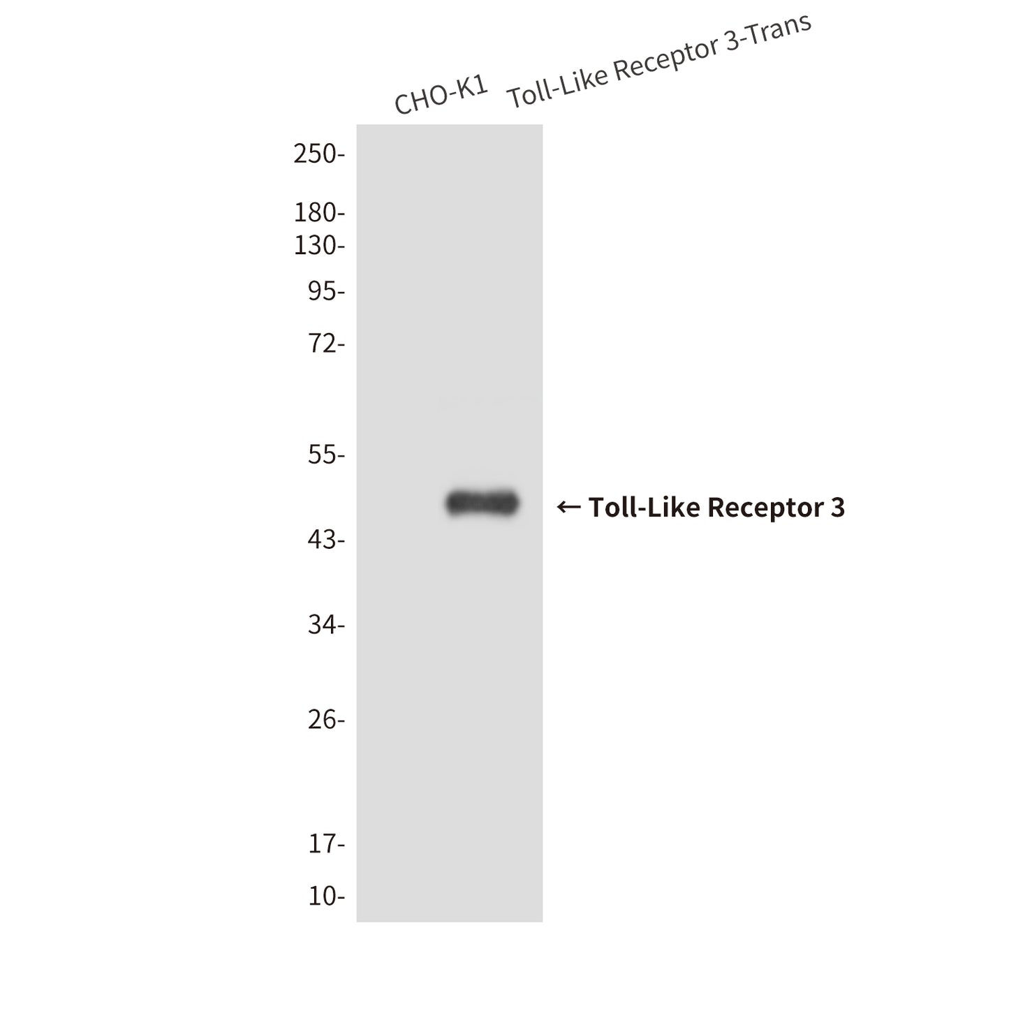 Toll-Like Receptor 3 (2F10) Mouse Monoclonal Antibody