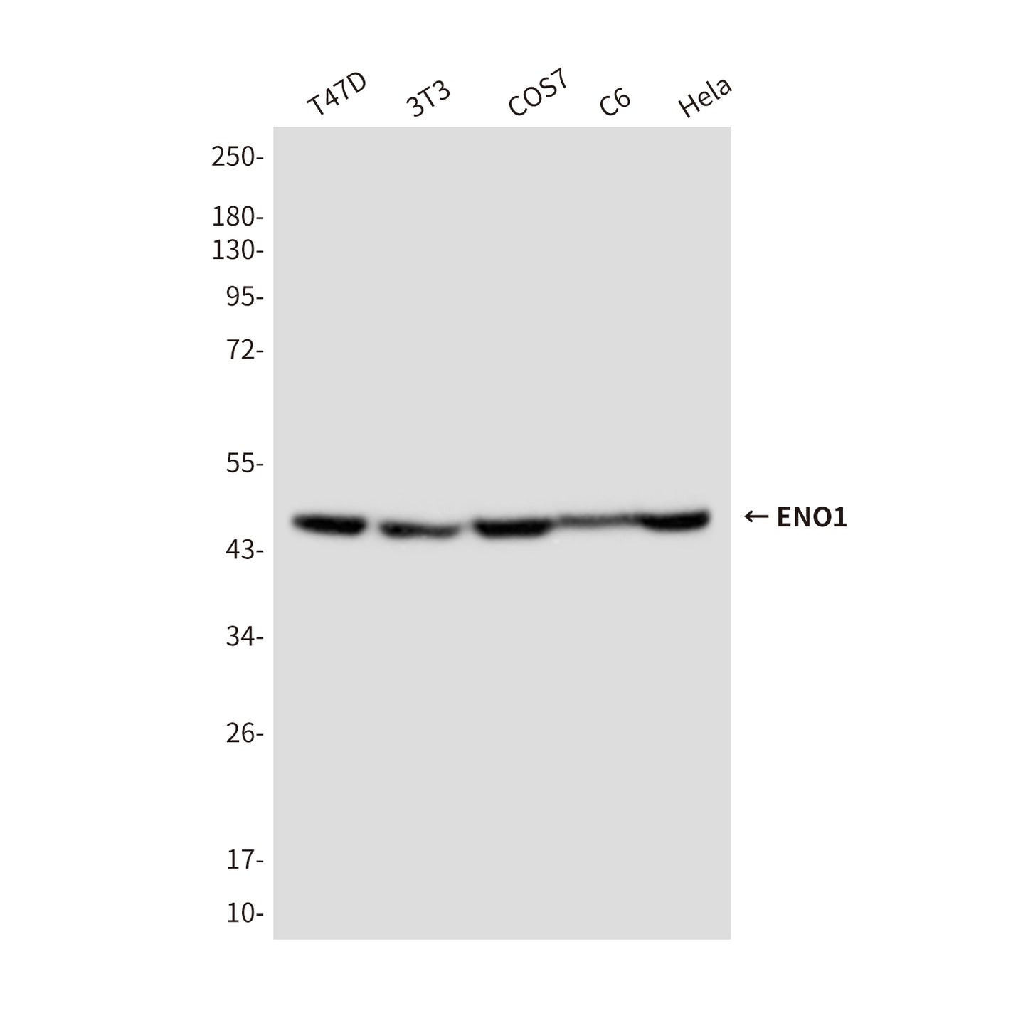 ENO1 (3F7) Mouse Monoclonal Antibody