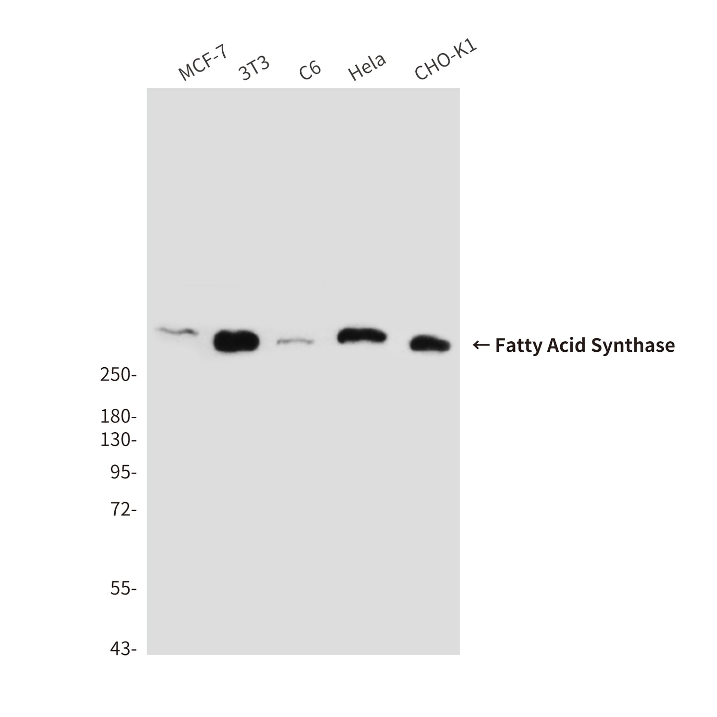 Fatty Acid Synthase (6B9) Mouse Monoclonal Antibody
