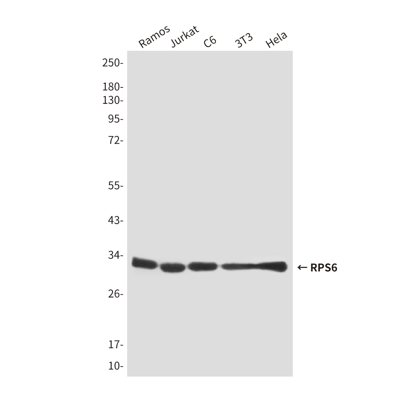 RPS6 (7B10) Mouse Monoclonal Antibody